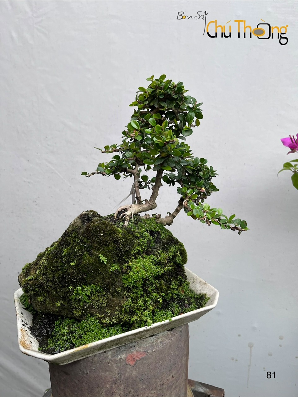 Tiểu Cảnh Sam Núi