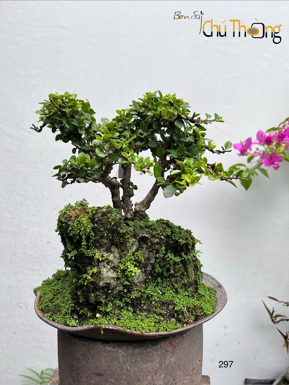 Tiểu Cảnh Sam Núi