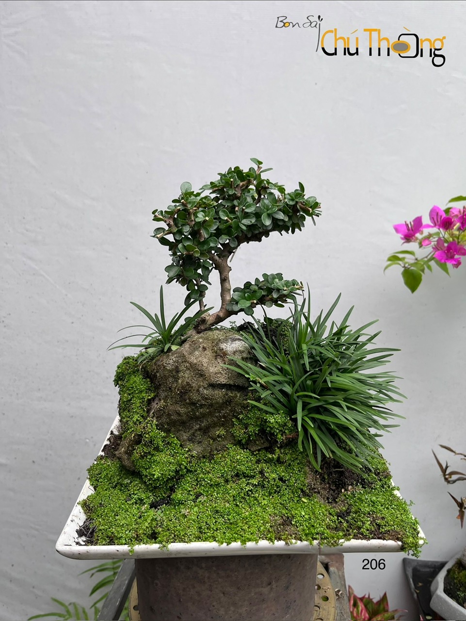 Tiểu cảnh sam núi trái