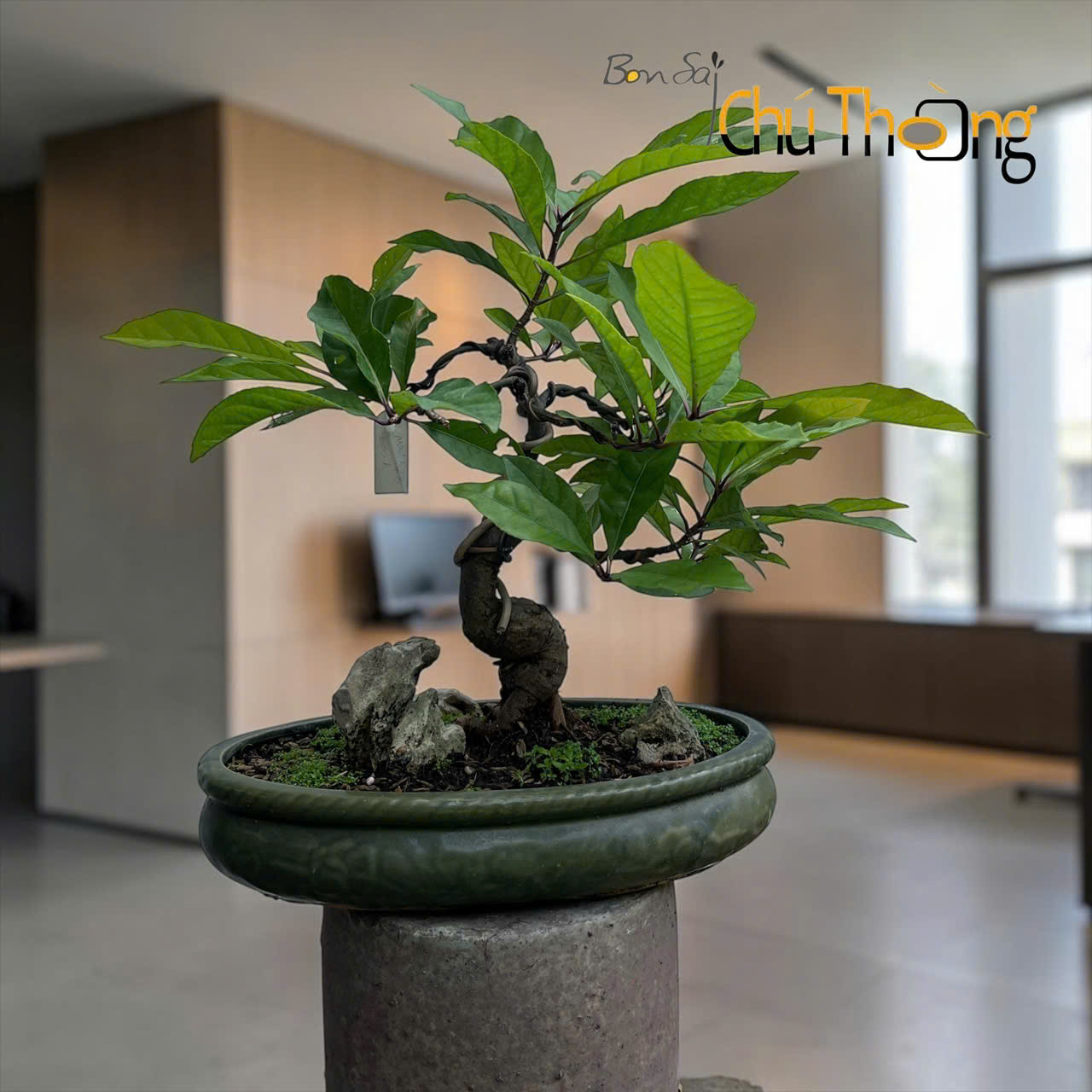 Tiểu cảnh Lộc Vừng