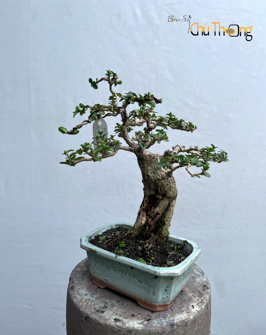 Sam Hương Bonsai