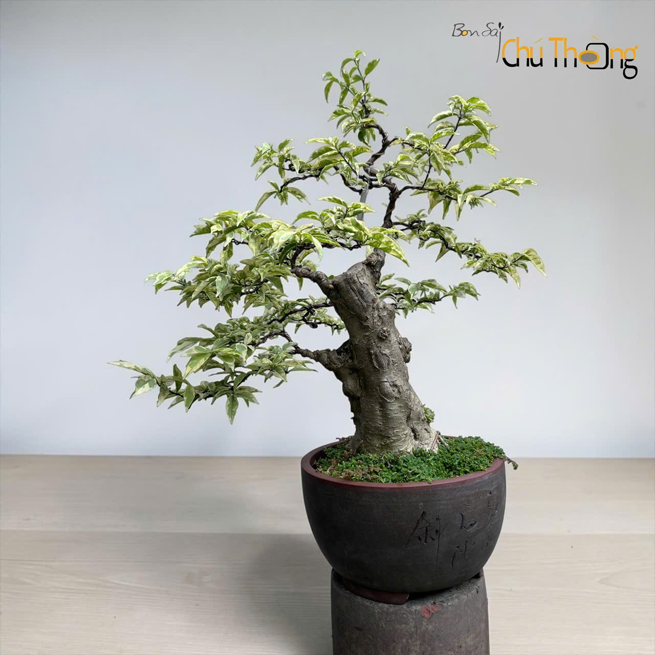 Mai chiếu Thủy lá cẩm thạch ghép