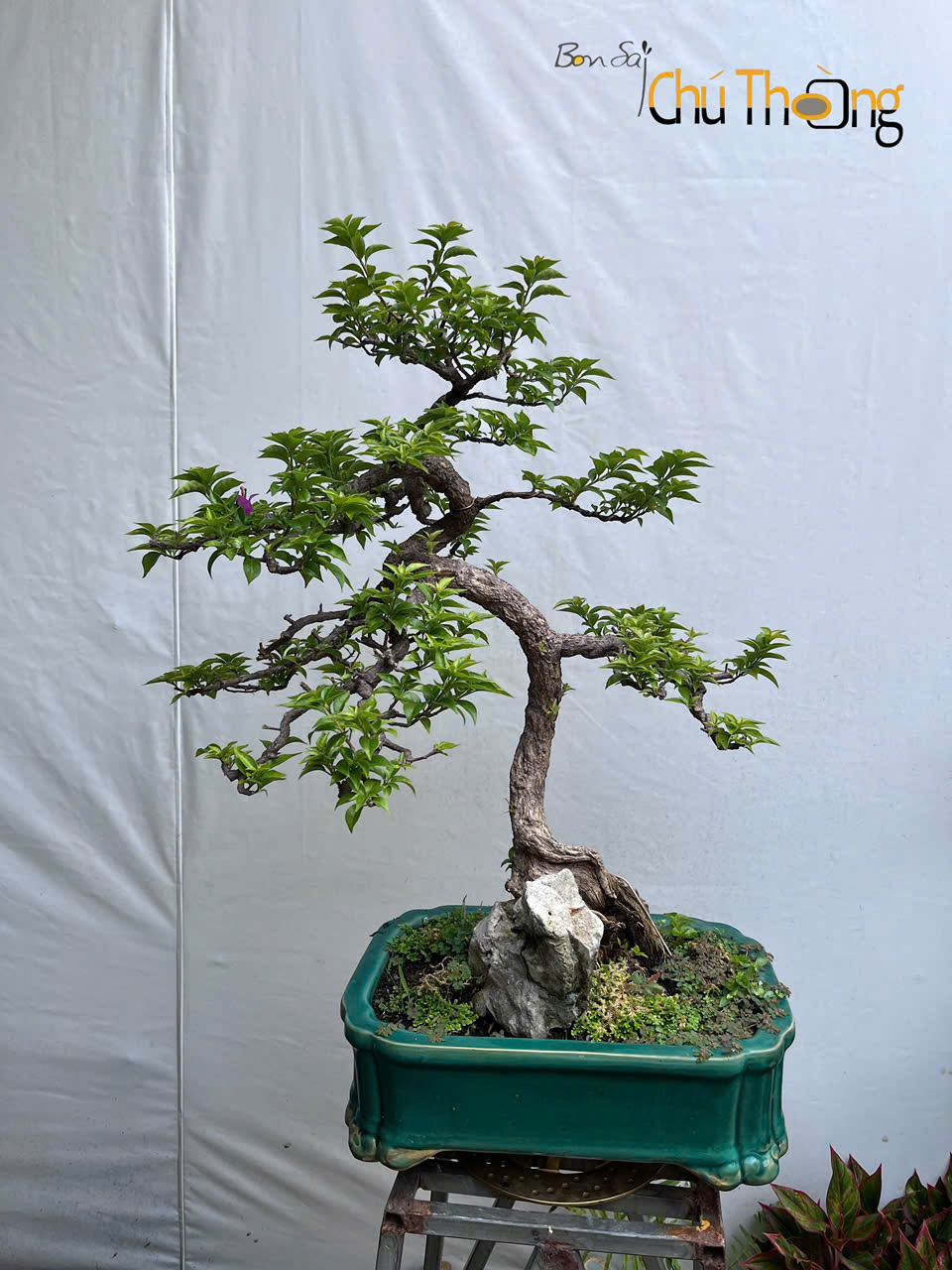 Hoa giấy  Vạn Hoa Lầu Bonsai