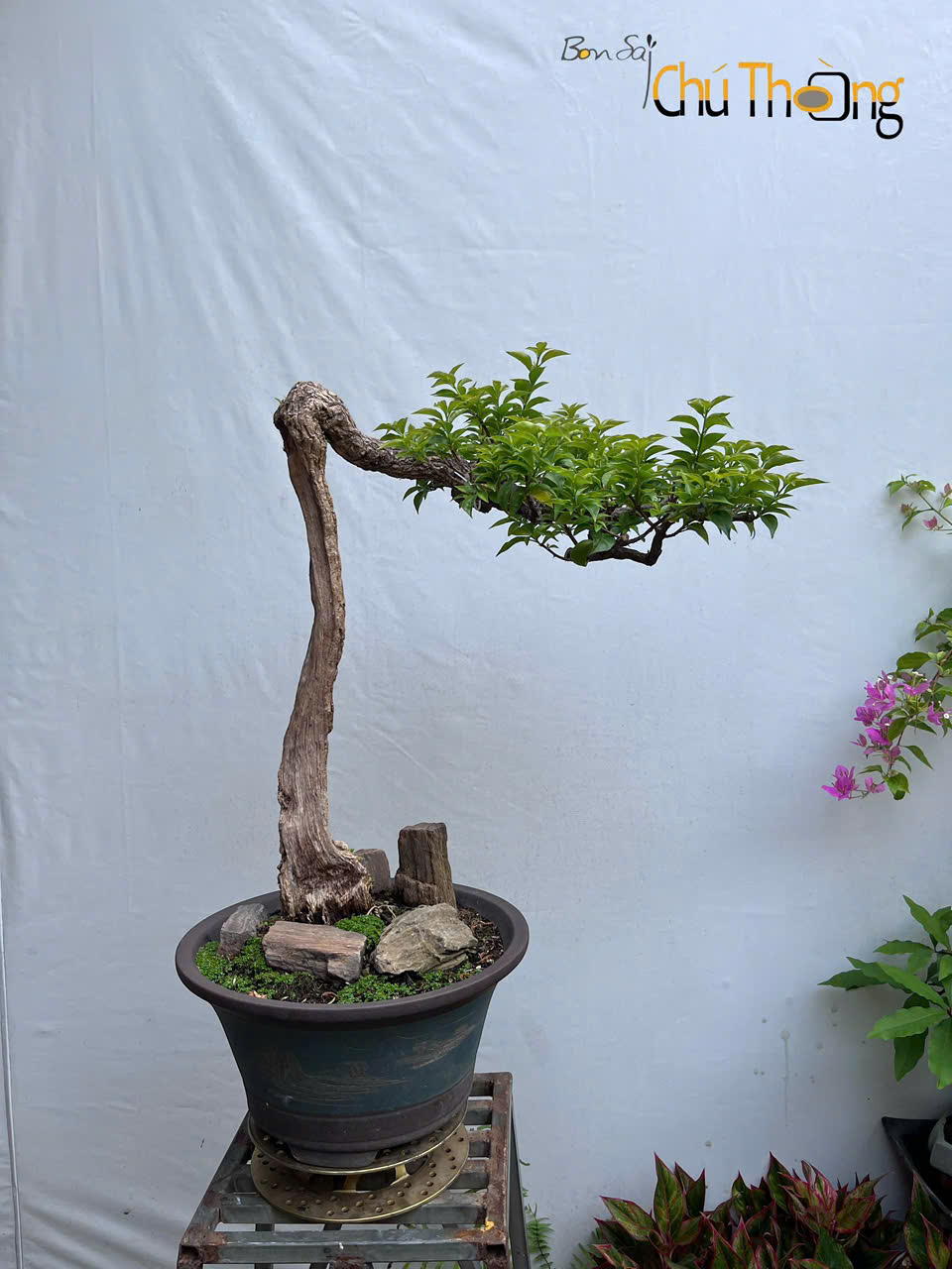 Hoa giấy Mỹ Bonsai