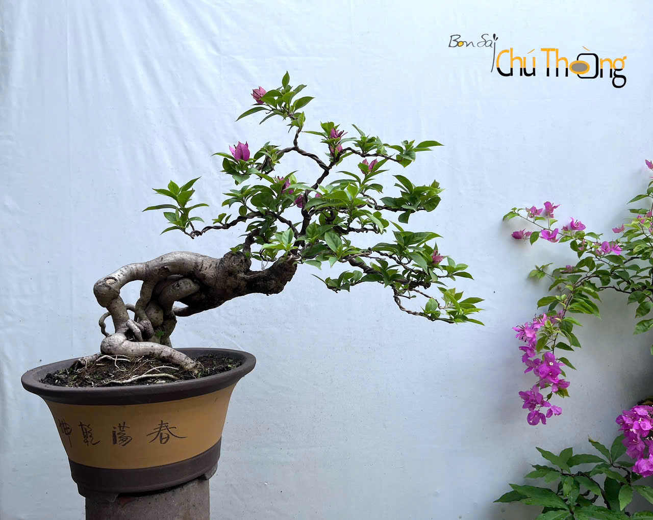 Hoa giấy Vạn Hoa Lầu Bonsai