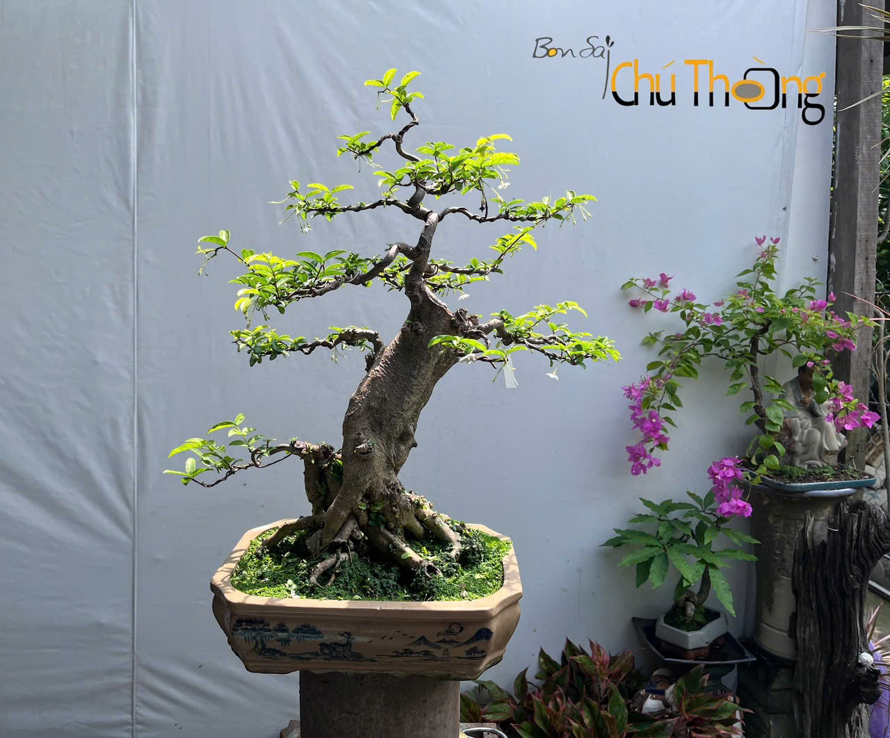 Mai chiếu thủy Bonsai