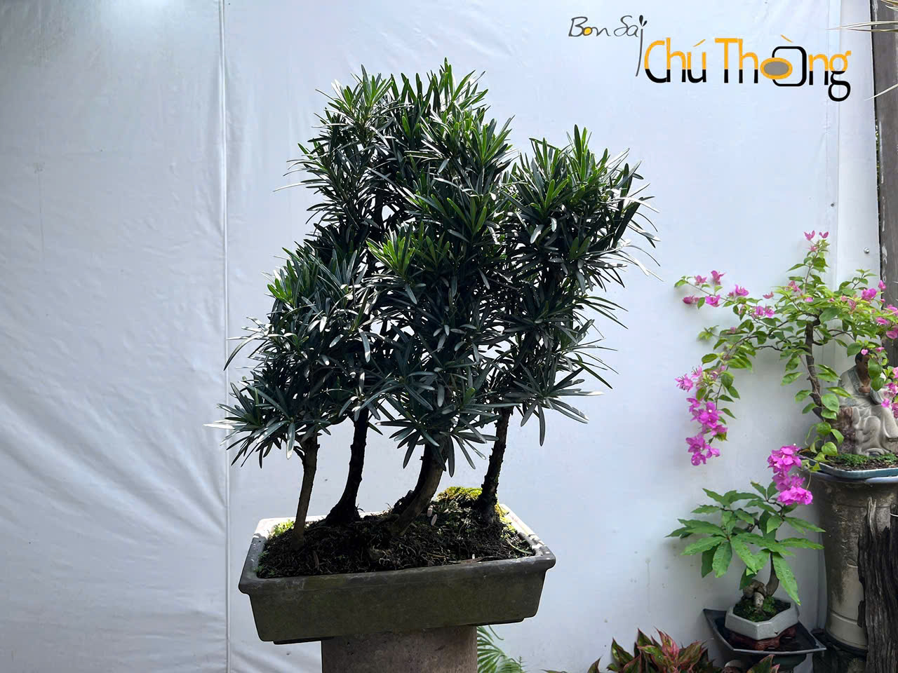 Tiểu cảnh Vạn Niên Tùng