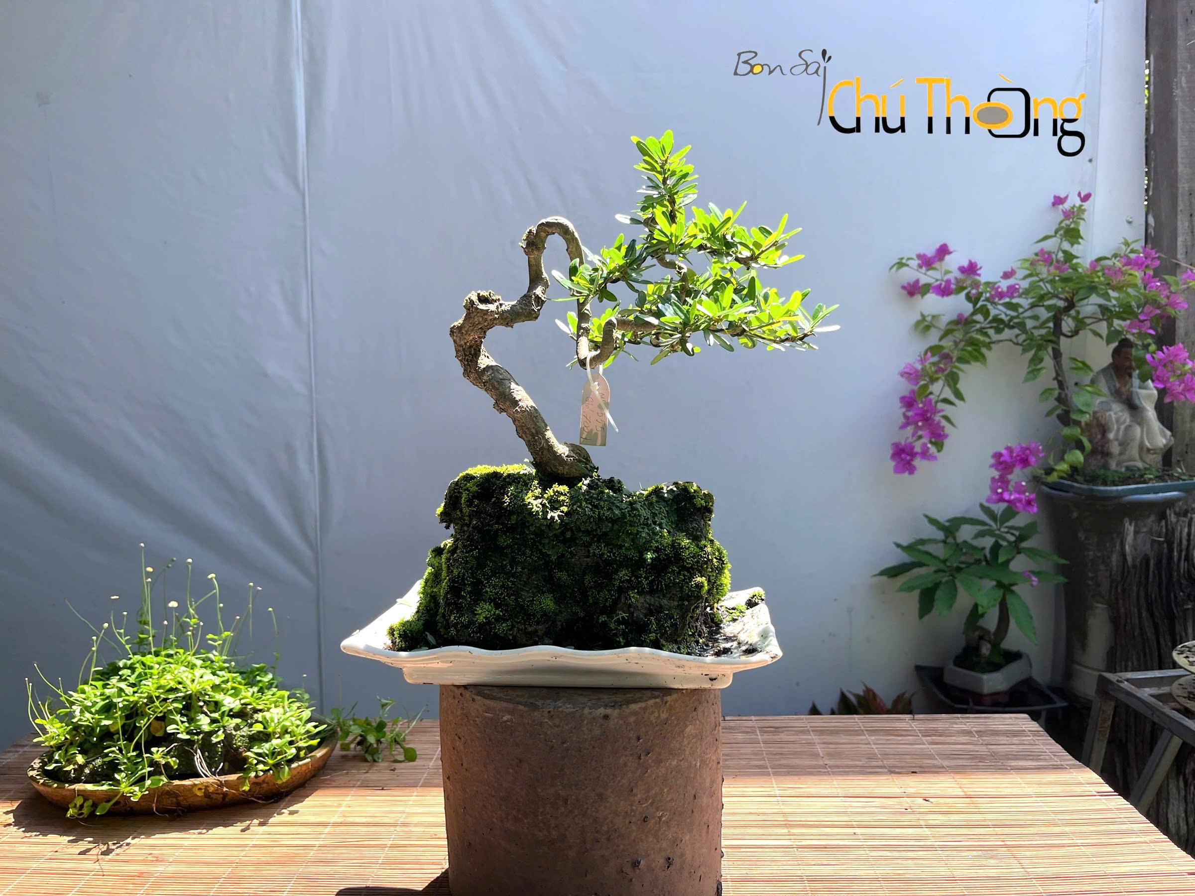 Linh sam bonsai