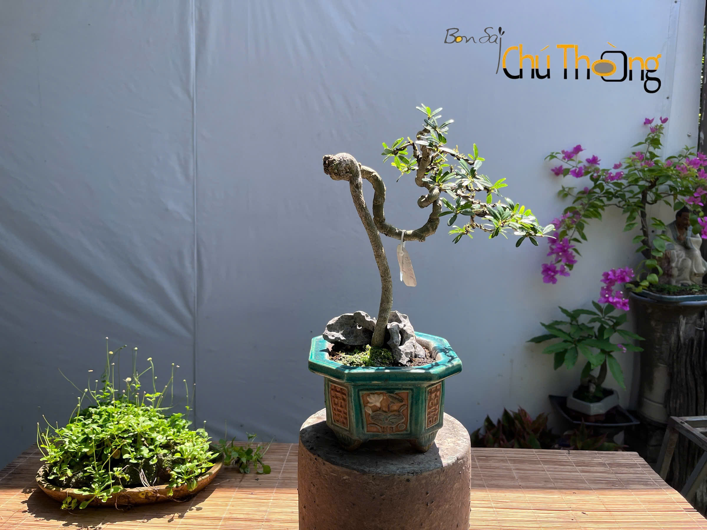 Linh sam bonsai