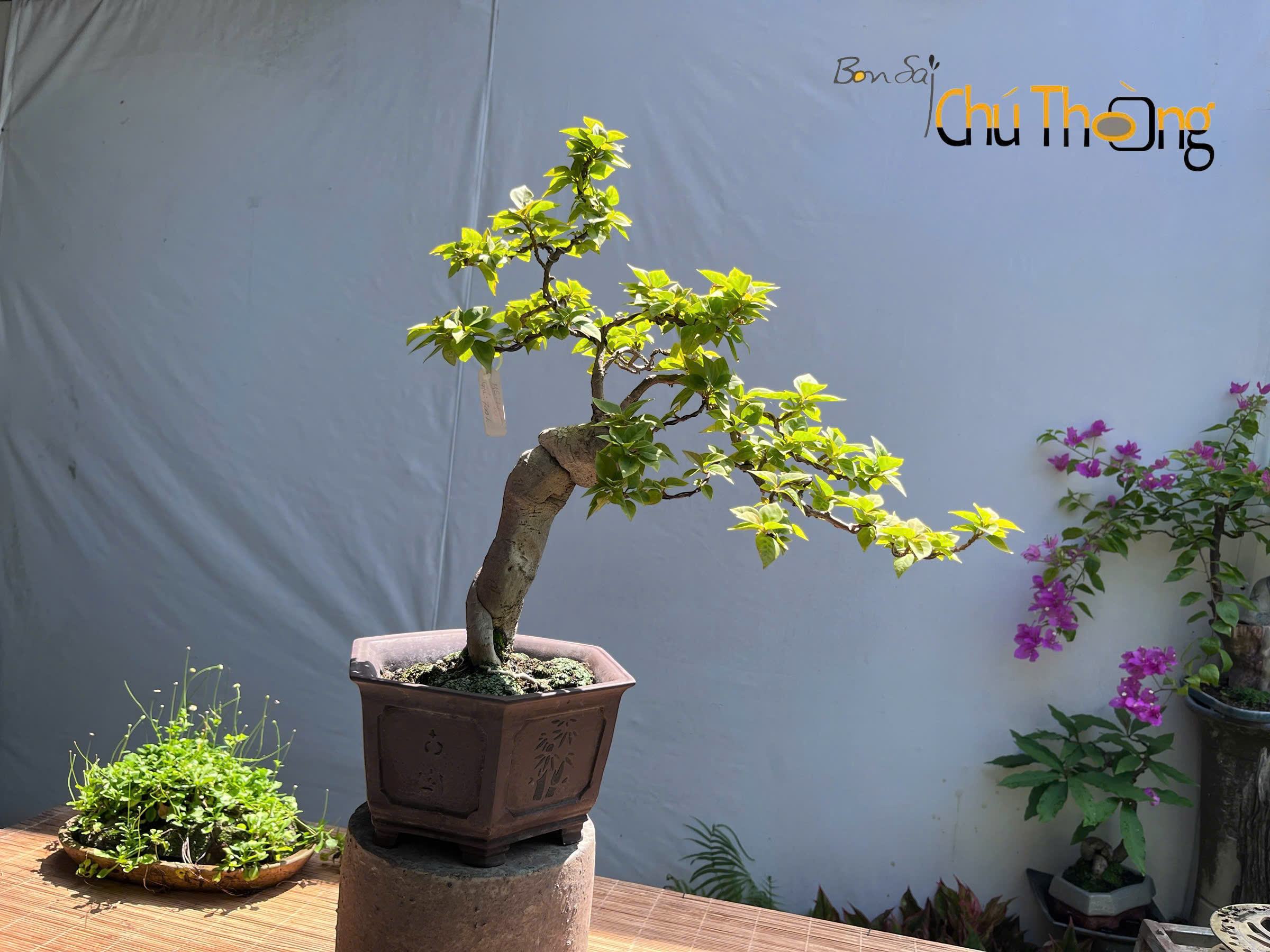 Hoa giấy Mỹ Bonsai