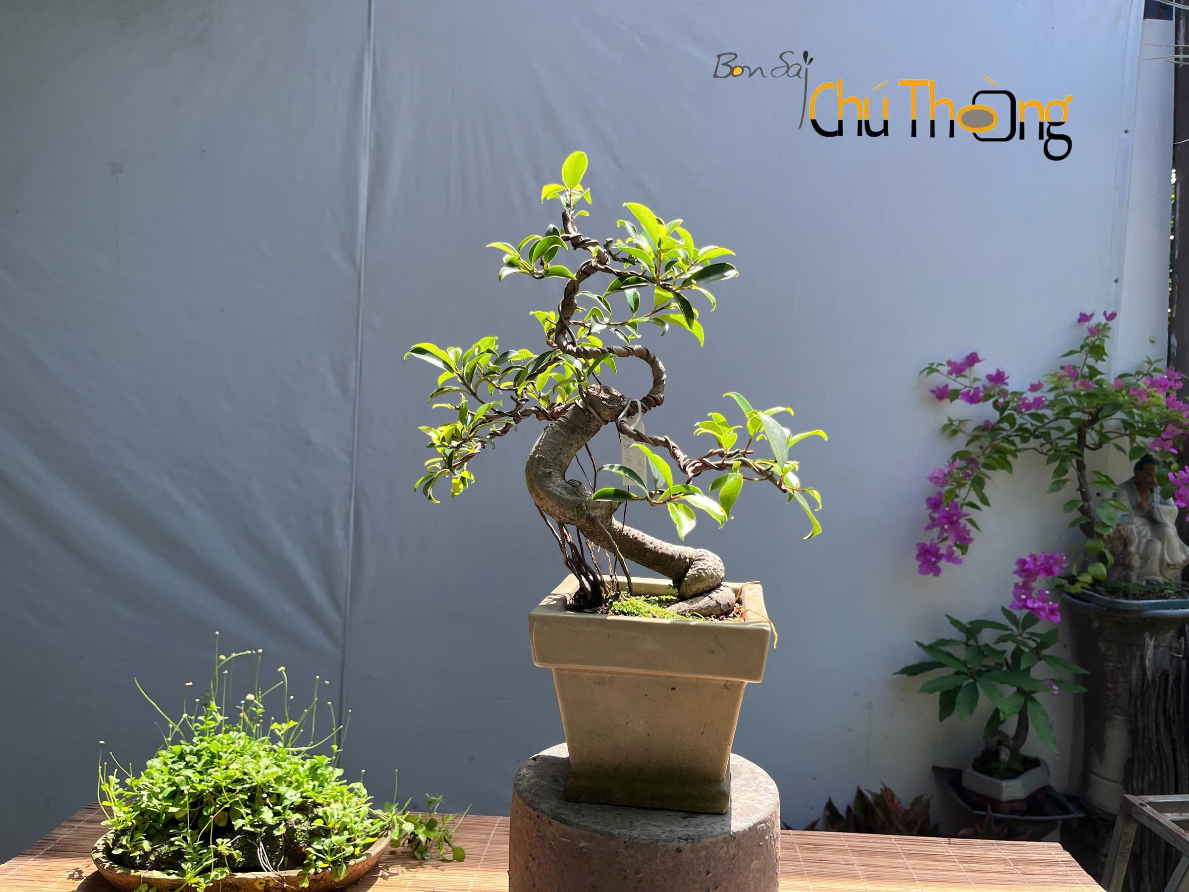 Gừa Đài Loan Bonsai