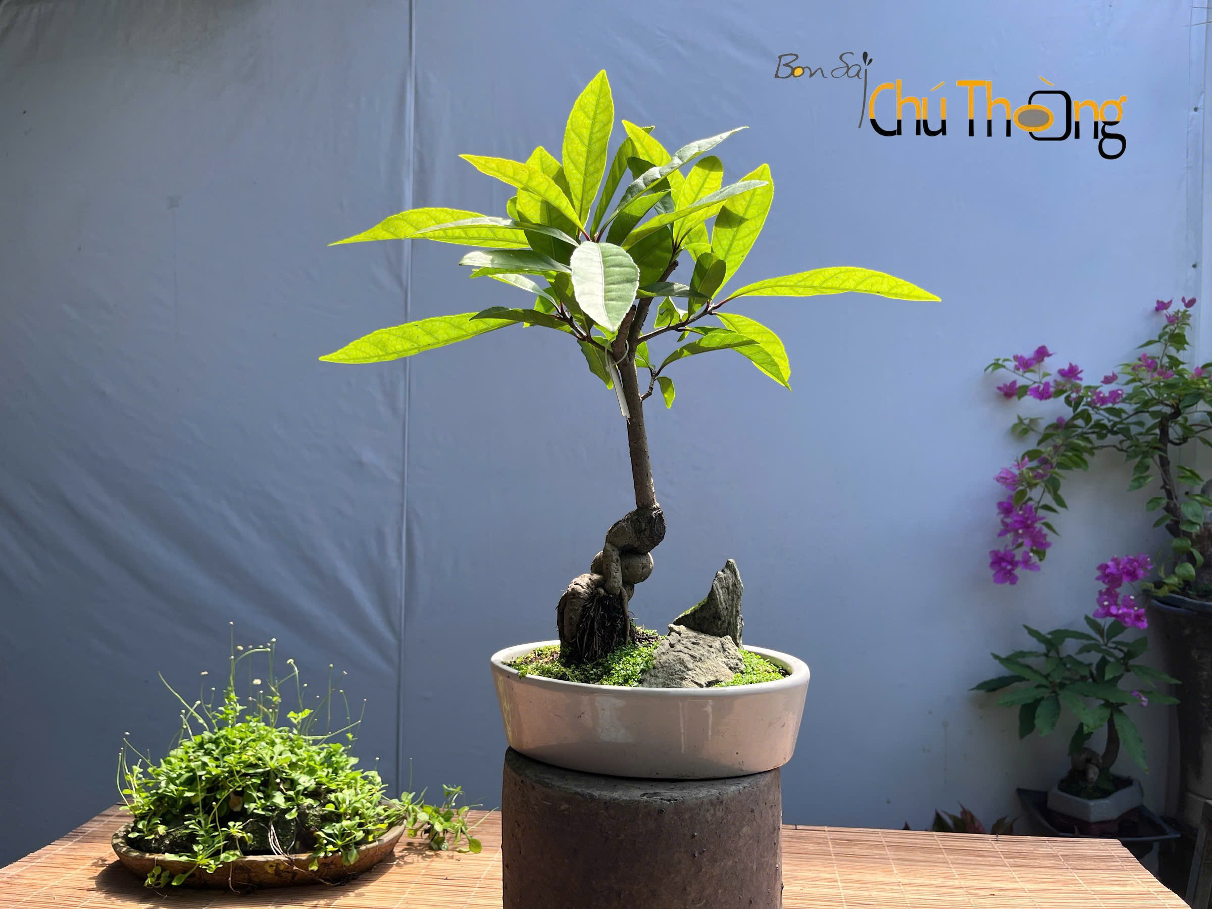 Tiểu cảnh Lộc Vừng