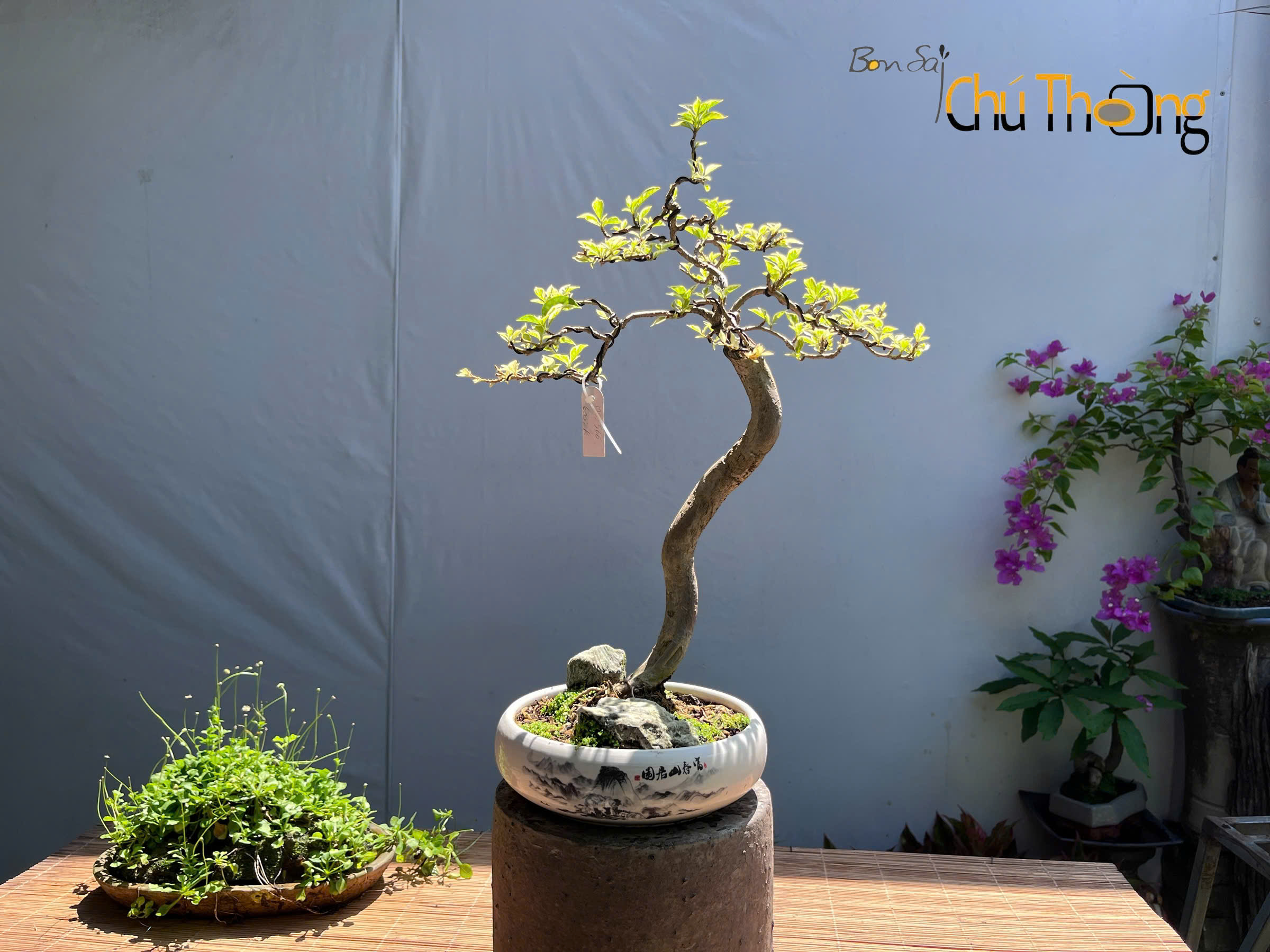 Hoa Giấy Lá Cẩm Thạch ghép
