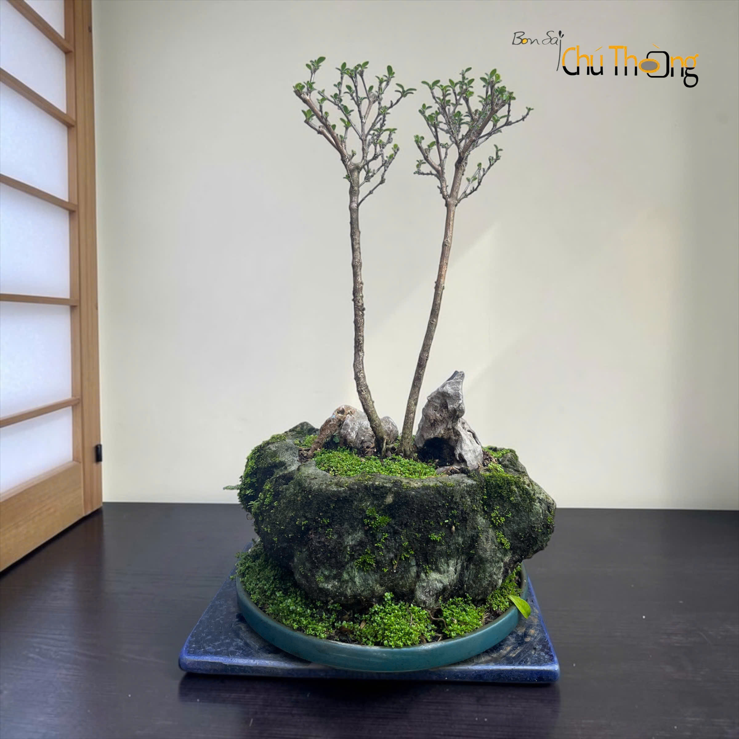 Tiểu cảnh Bạch Ngọc Mai