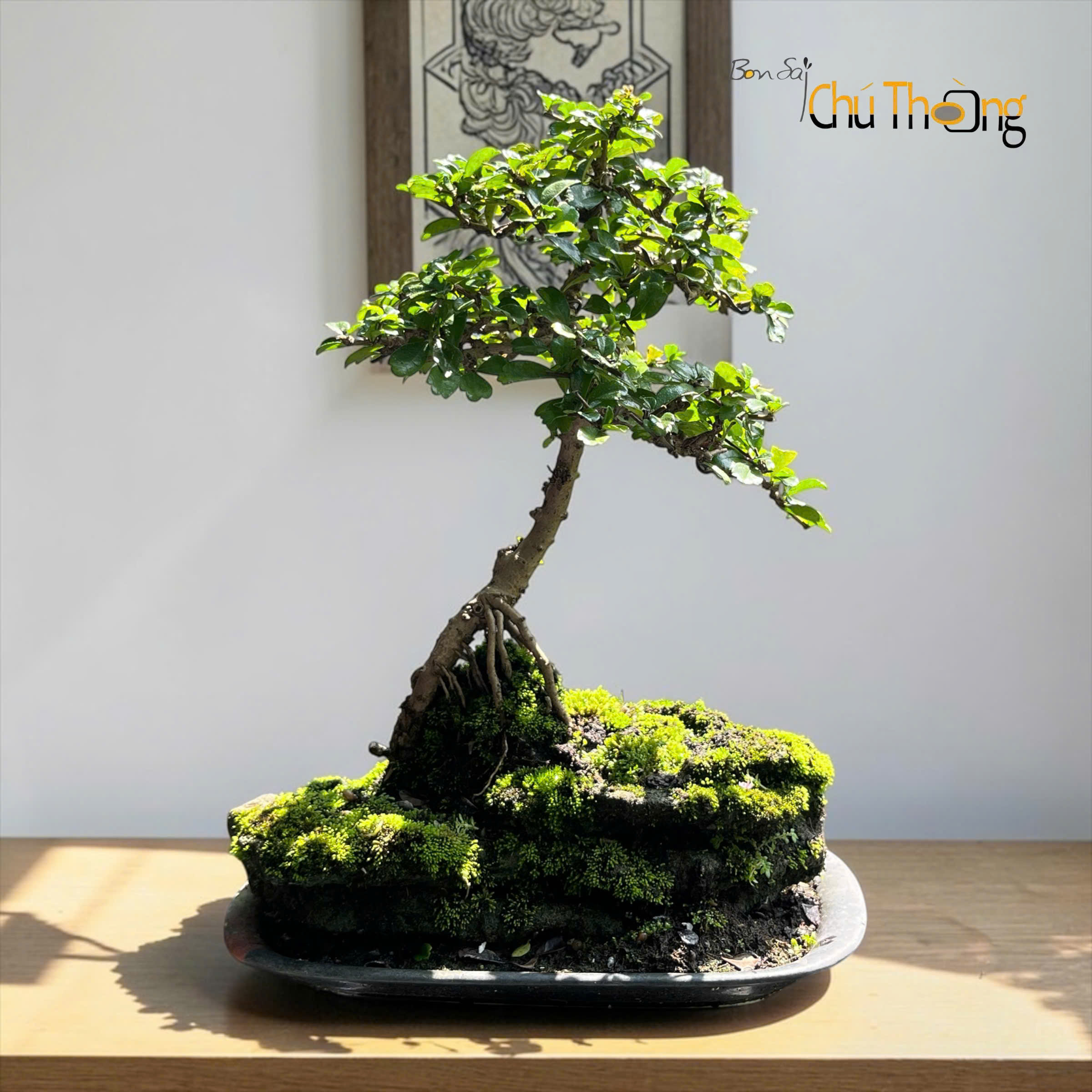 Trà Phúc Kiến Bonsai