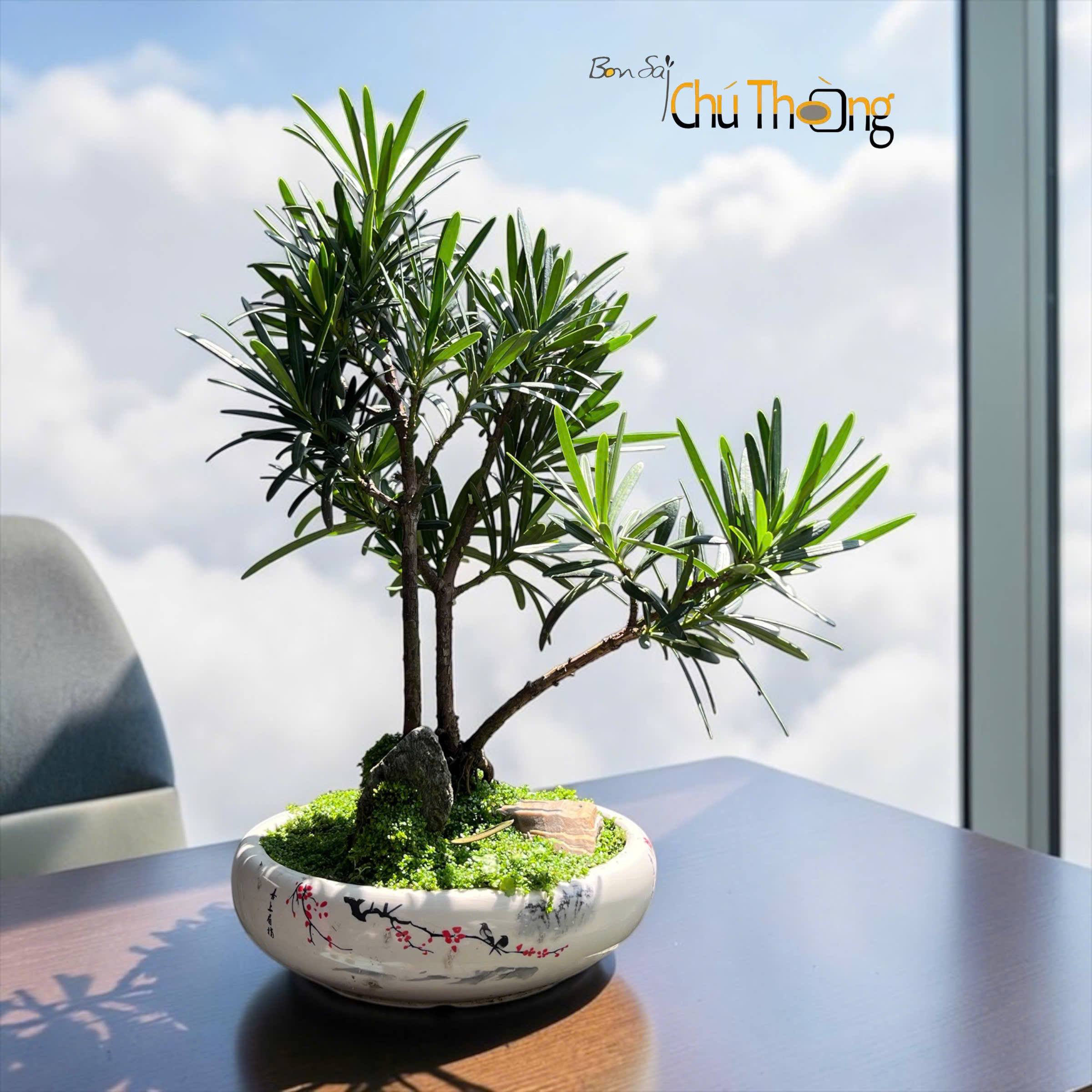 Tiểu cảnh Vạn Niên Tùng