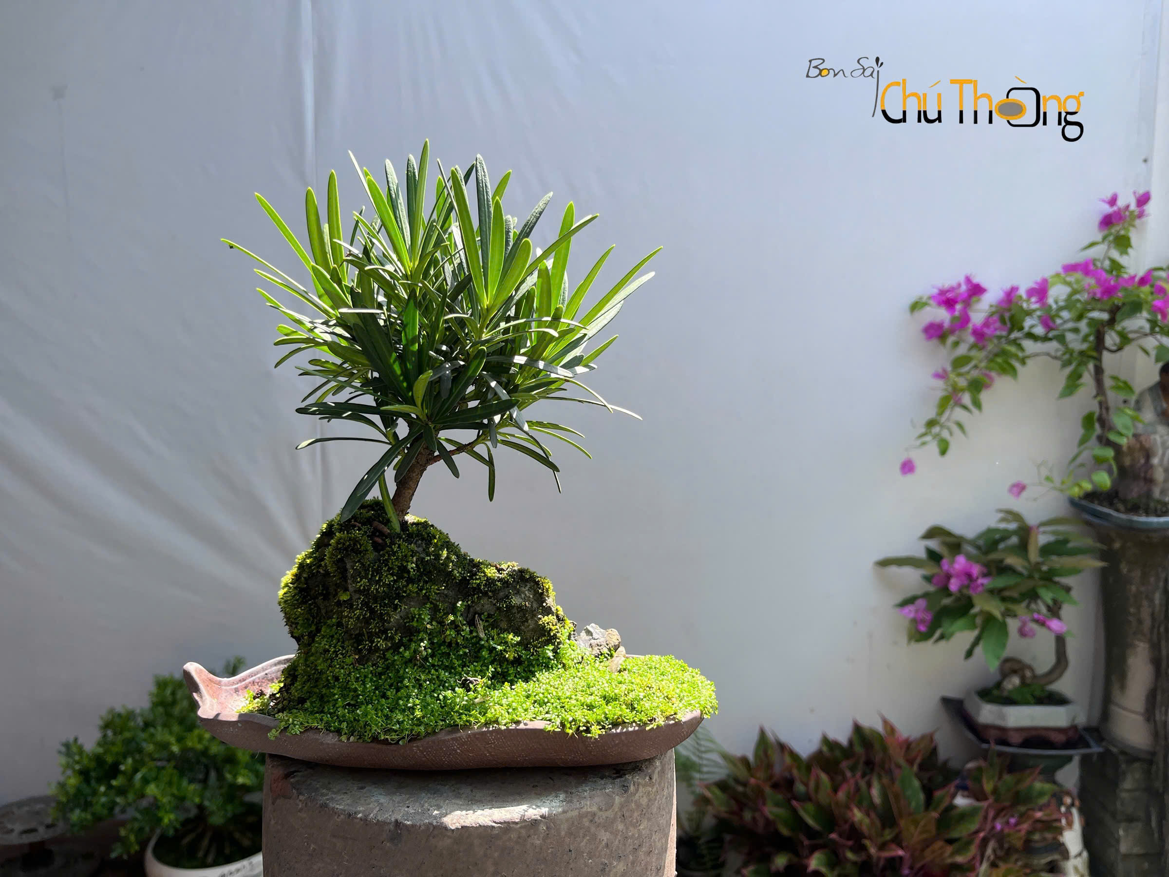 Tiểu cảnh Vạn Niên Tùng