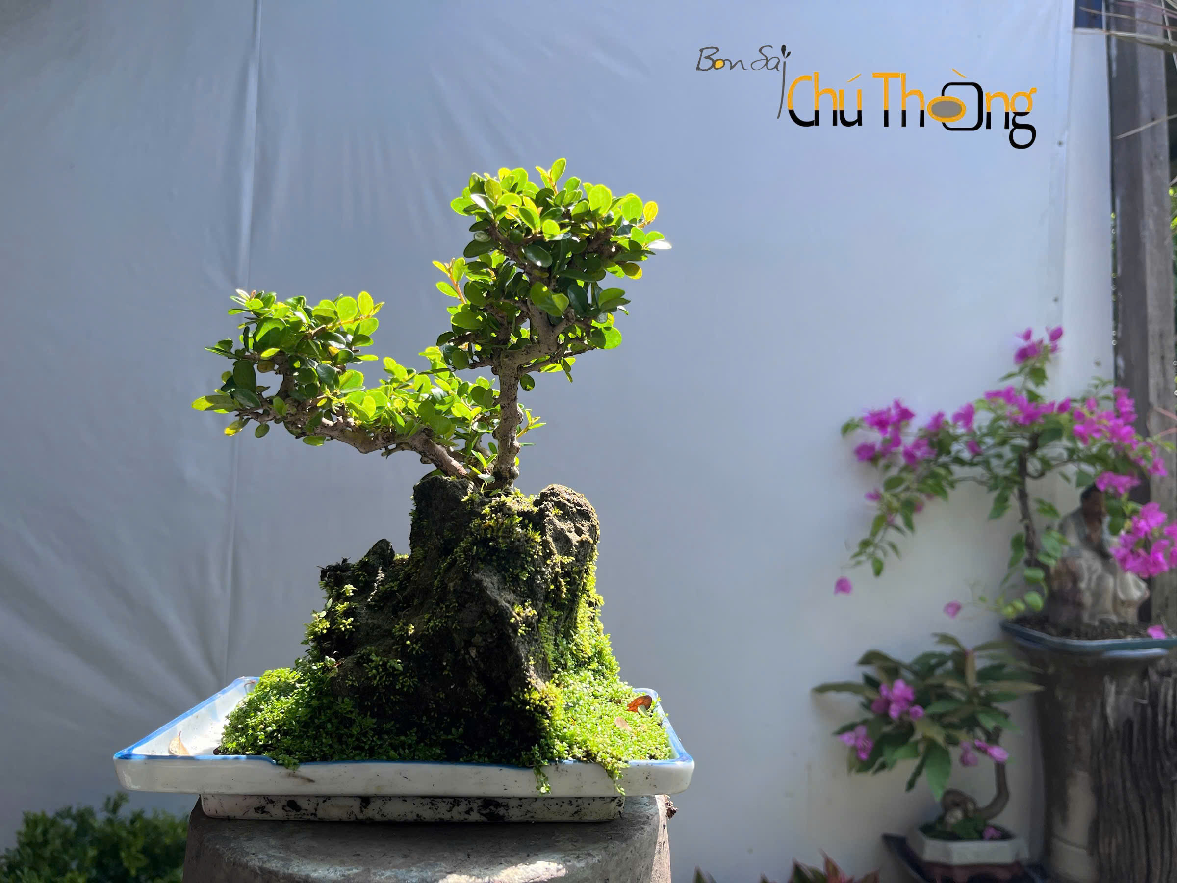 Tiểu cảnh sam núi trái