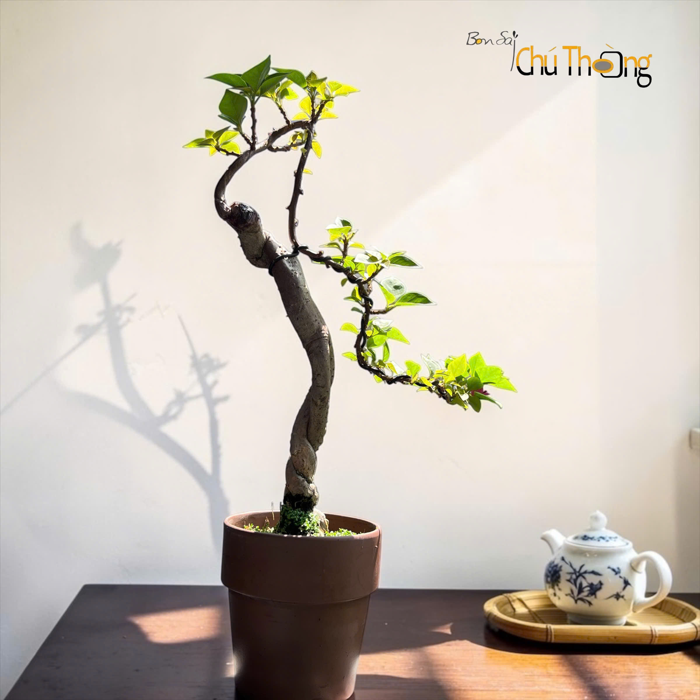 Hoa giấy Mỹ Bonsai