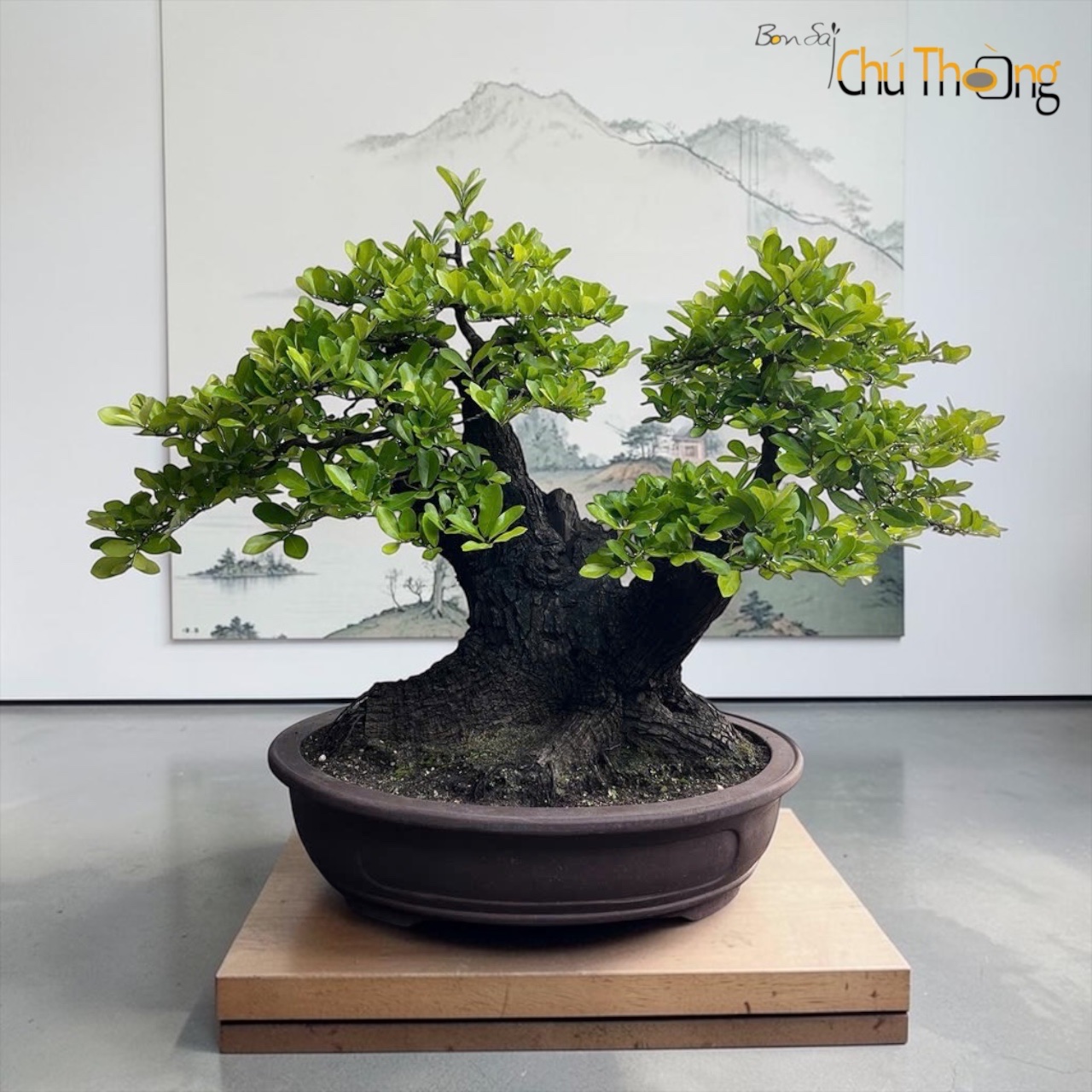Cẩm thị Bonsai (Kim Cương đen)