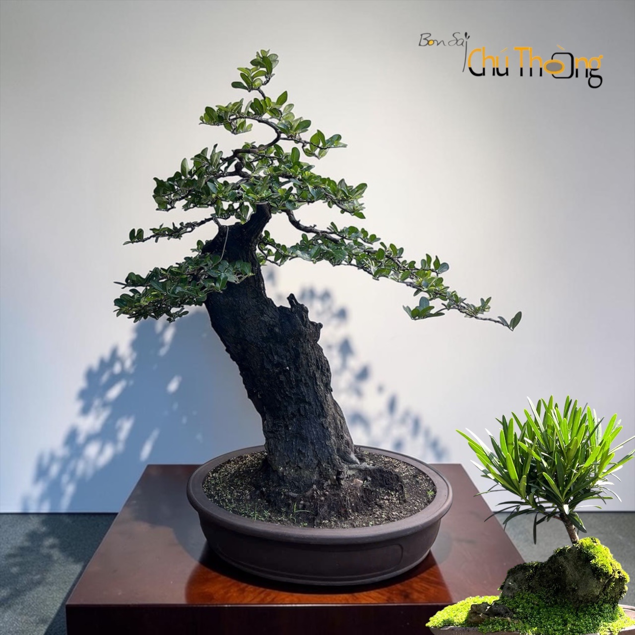 Cẩm thị Bonsai (Kim Cương đen)