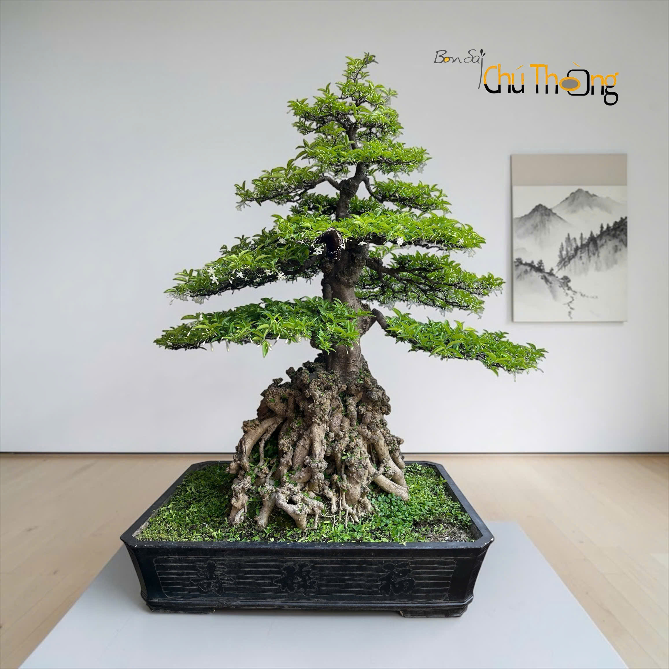 Mai chiếu thủy Bonsai