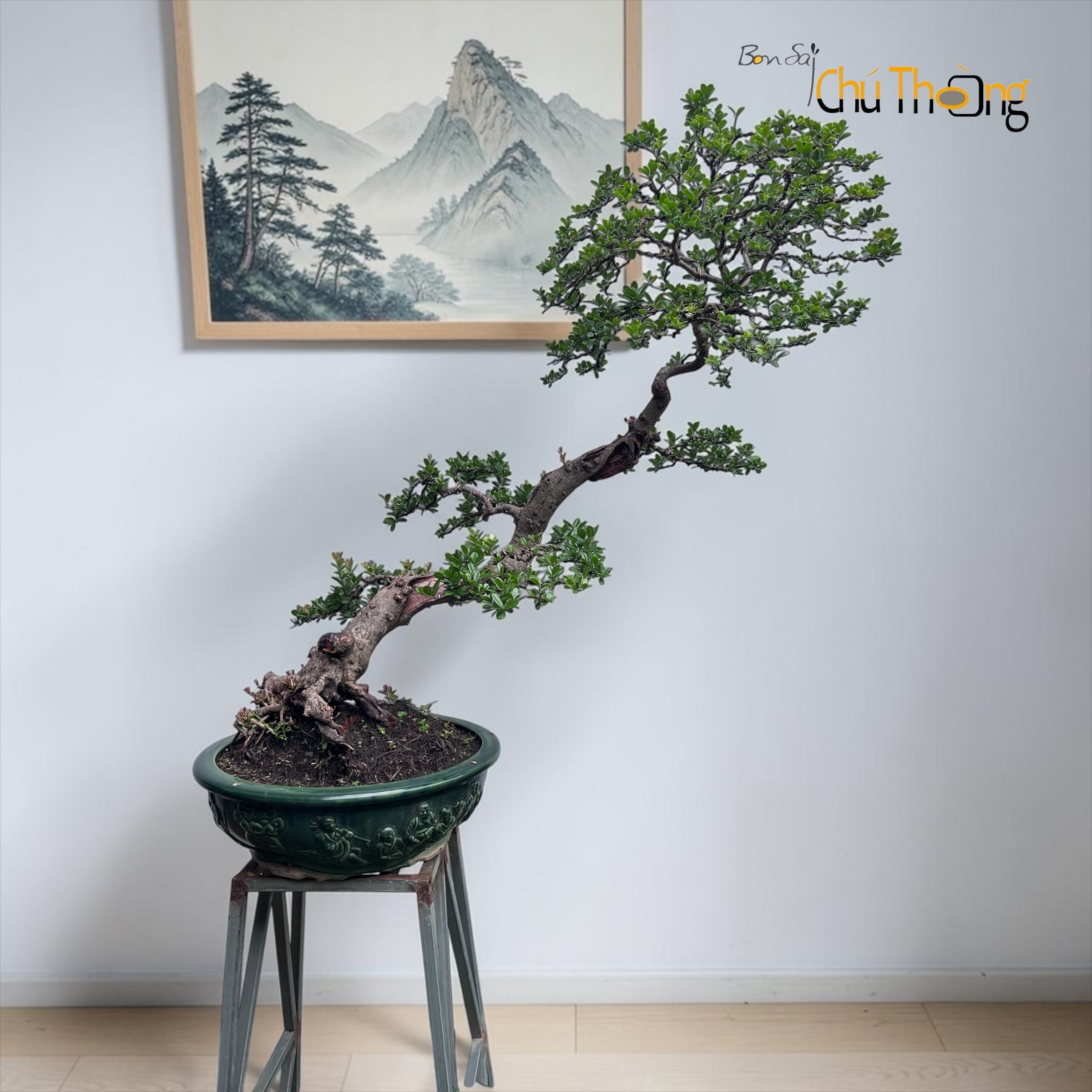Hải Châu Bonsai
