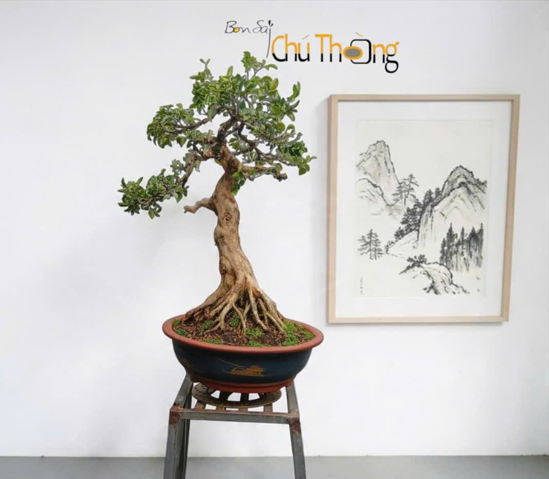 Nguyệt Quế Bonsai