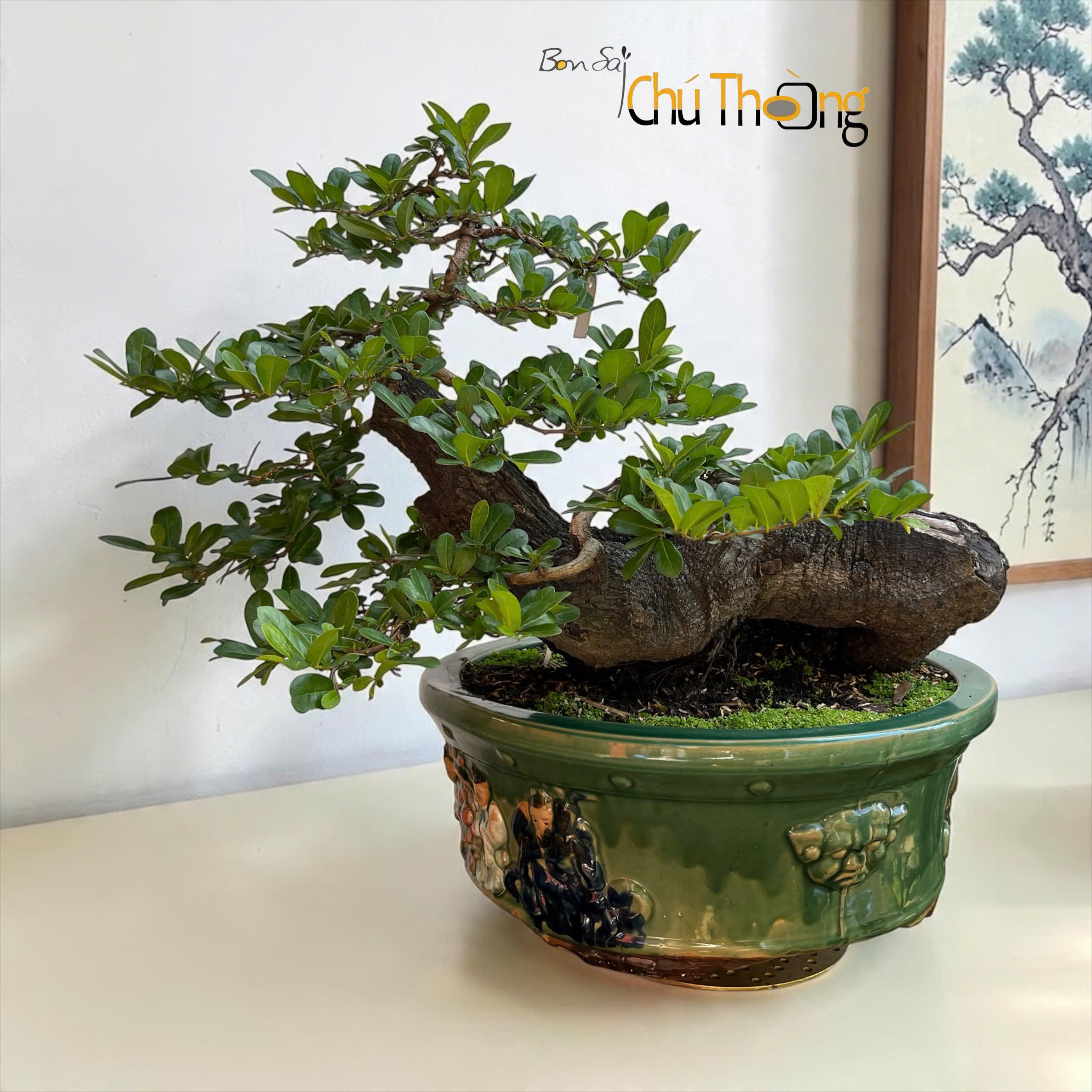 Cẩm thị Bonsai (Kim Cương đen)