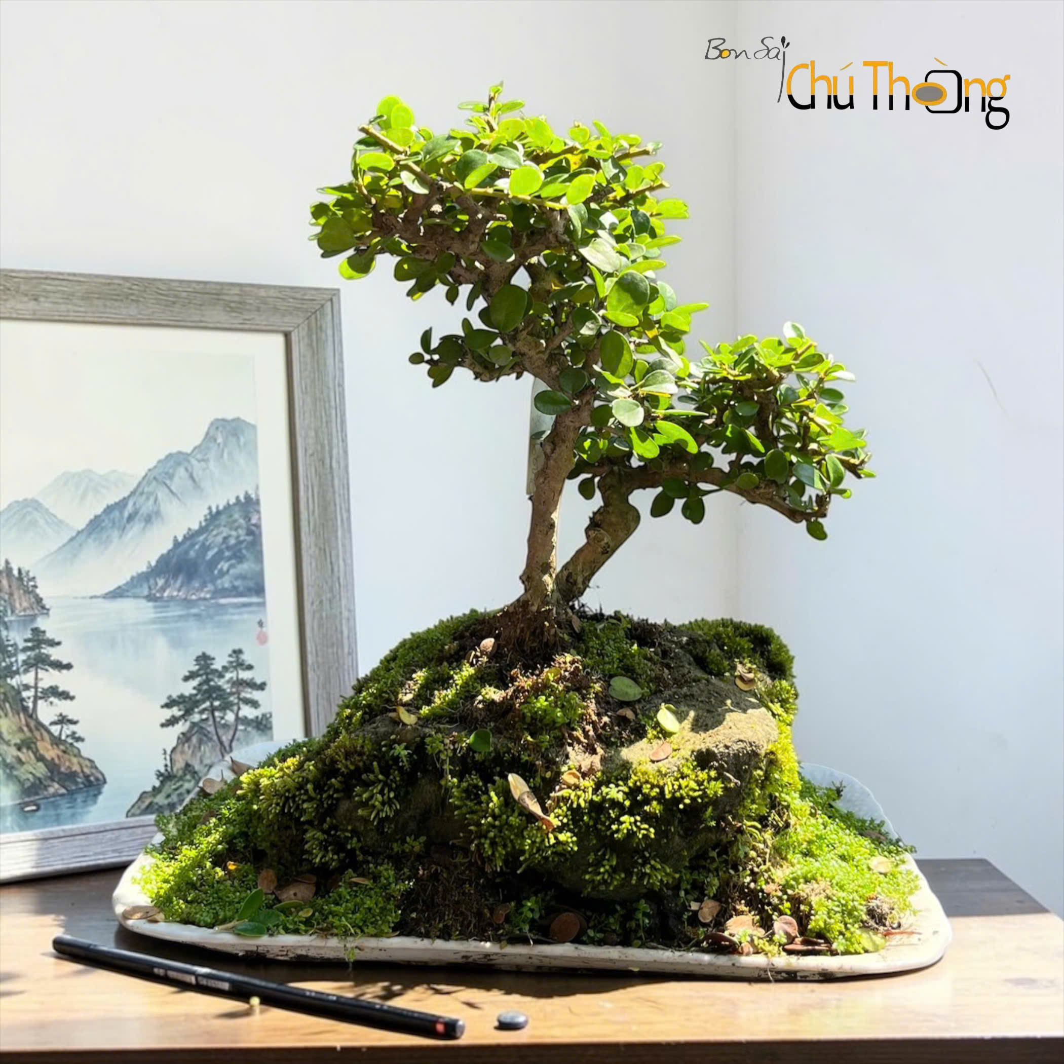 Tiểu cảnh sam núi trái