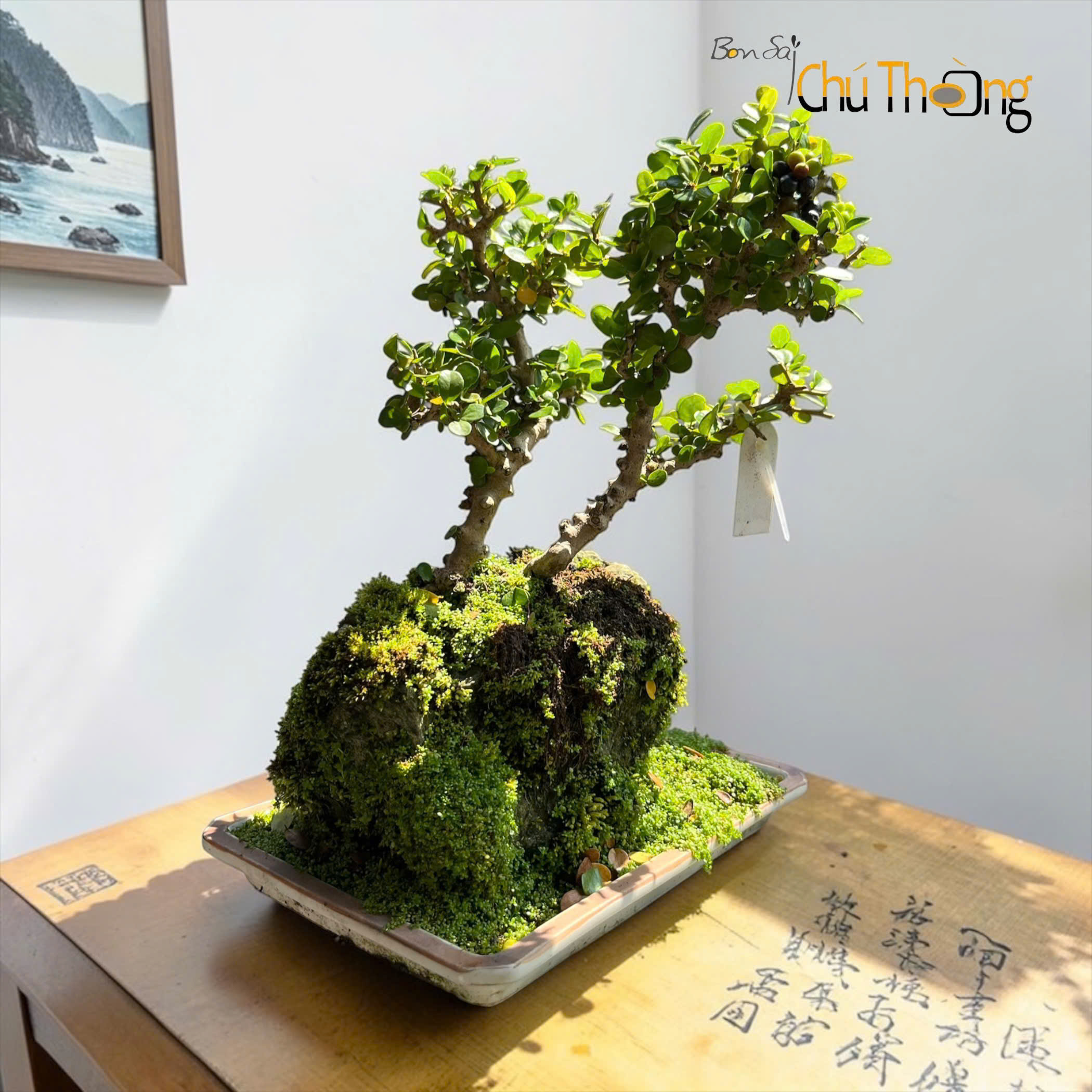 Tiểu cảnh sam núi trái