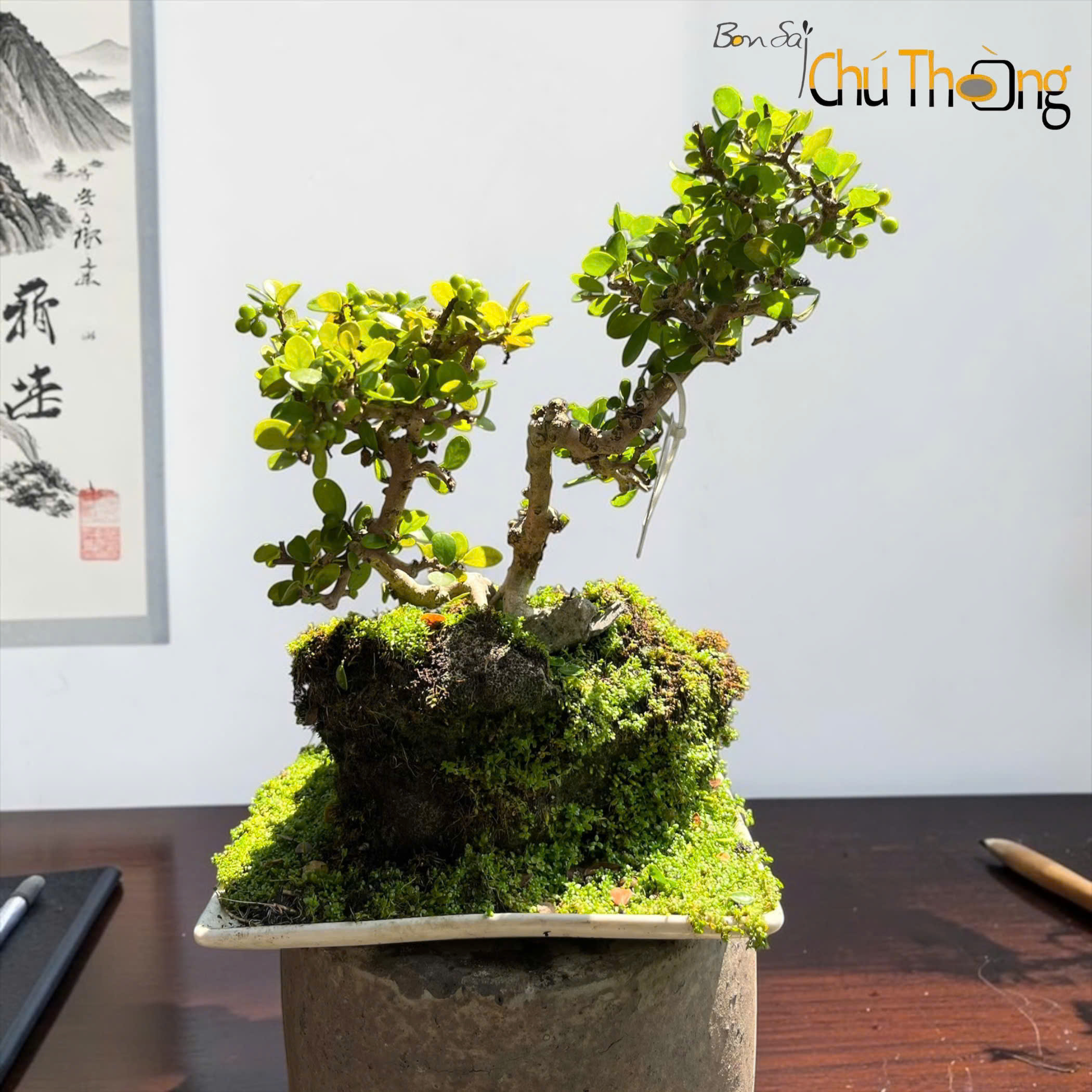 Tiểu cảnh sam núi trái