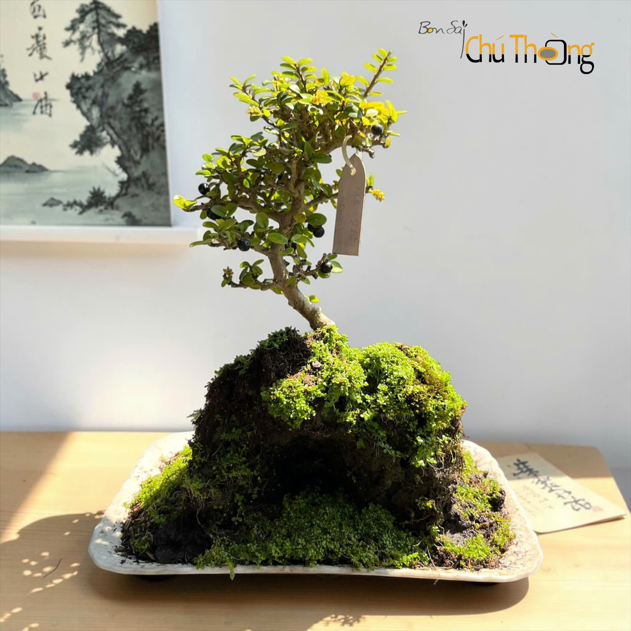 Tiểu cảnh sam núi trái