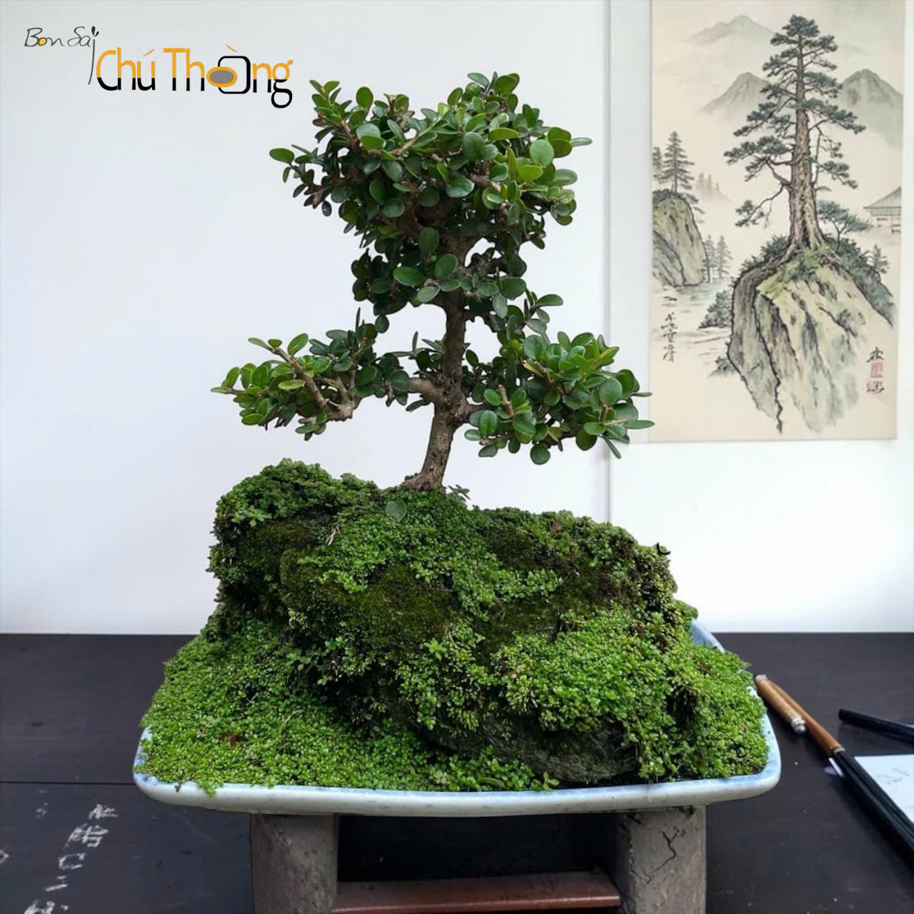 Sam Núi Bonsai