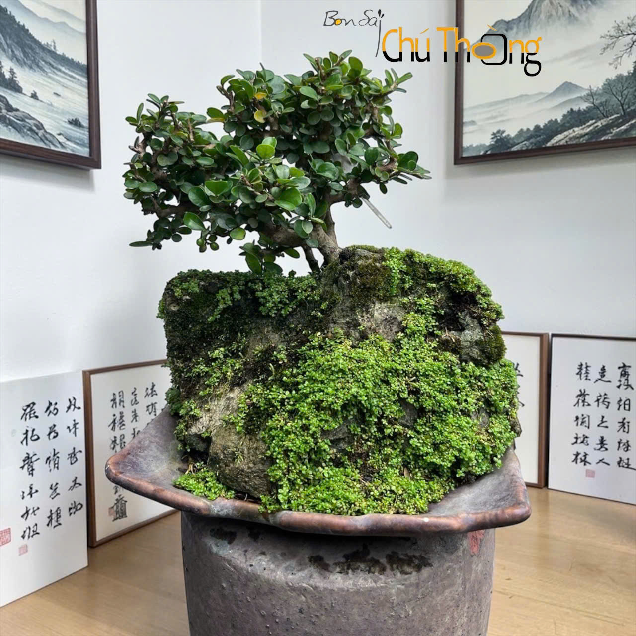 Sam Núi Bonsai