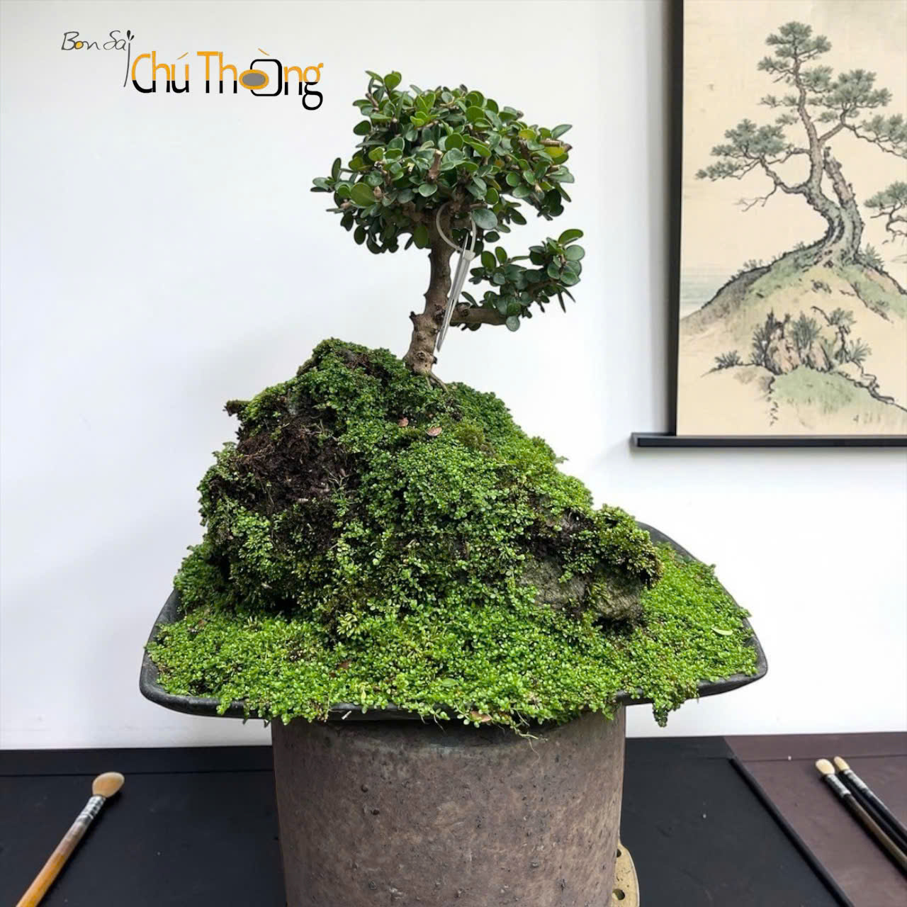 Tiểu cảnh sam núi trái