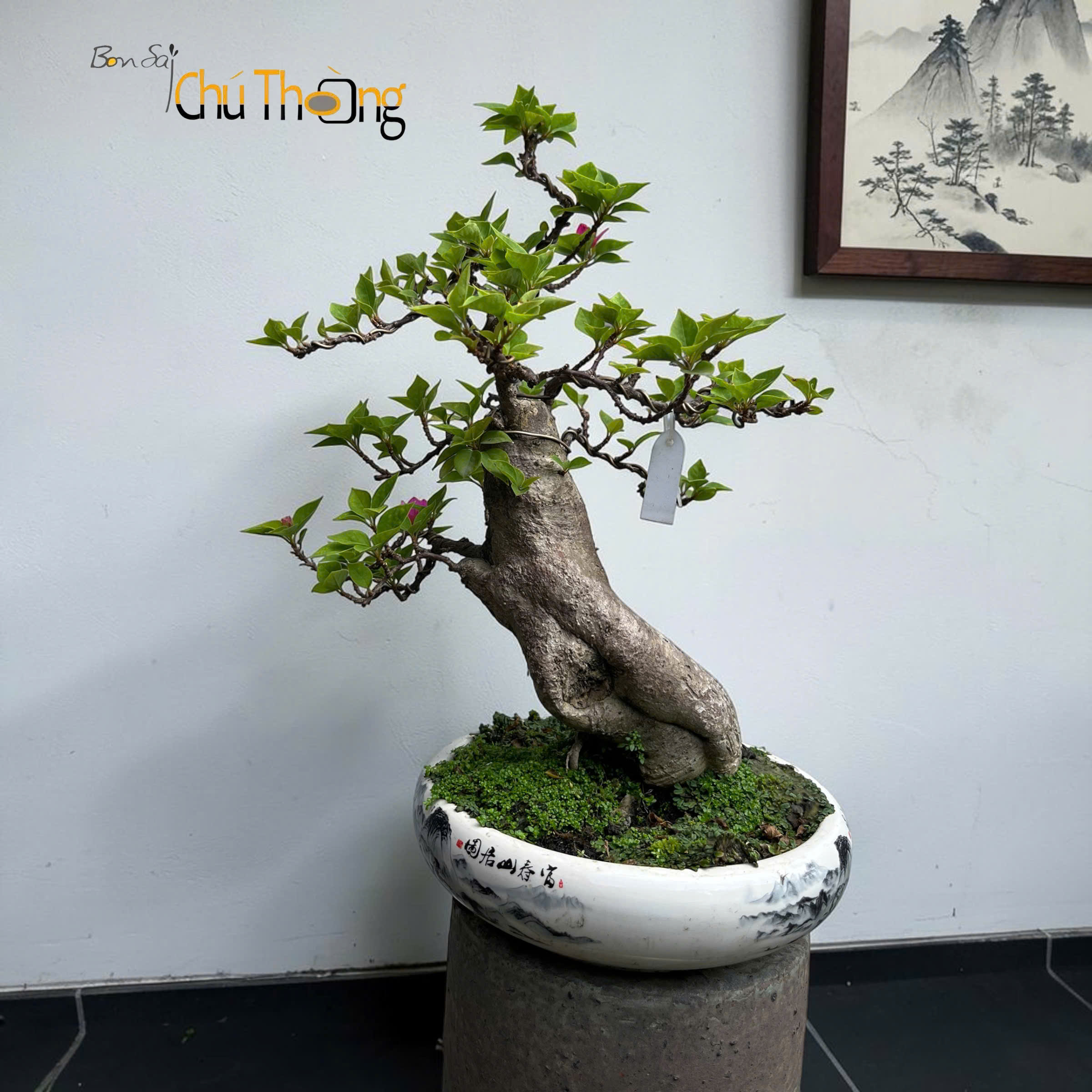 Hoa giấy Mỹ Bonsai