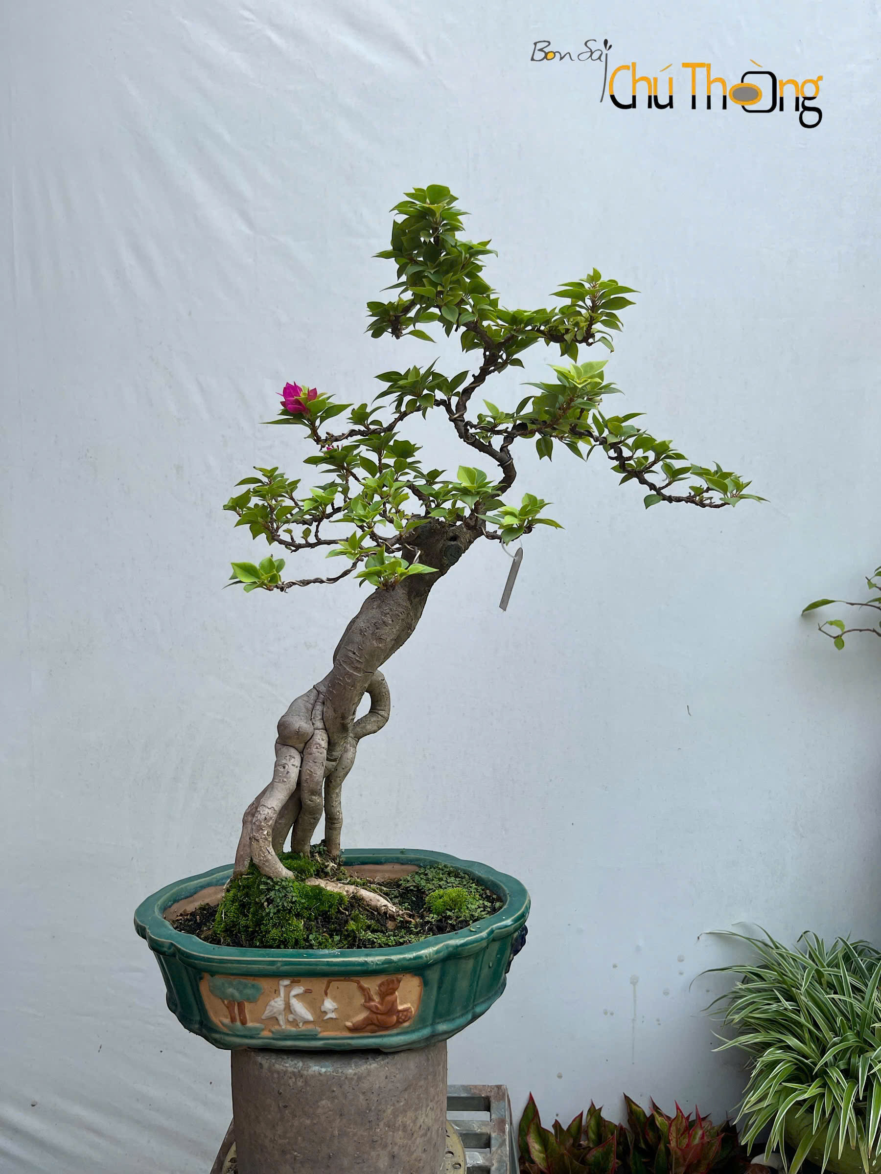 Hoa giấy Mỹ Bonsai