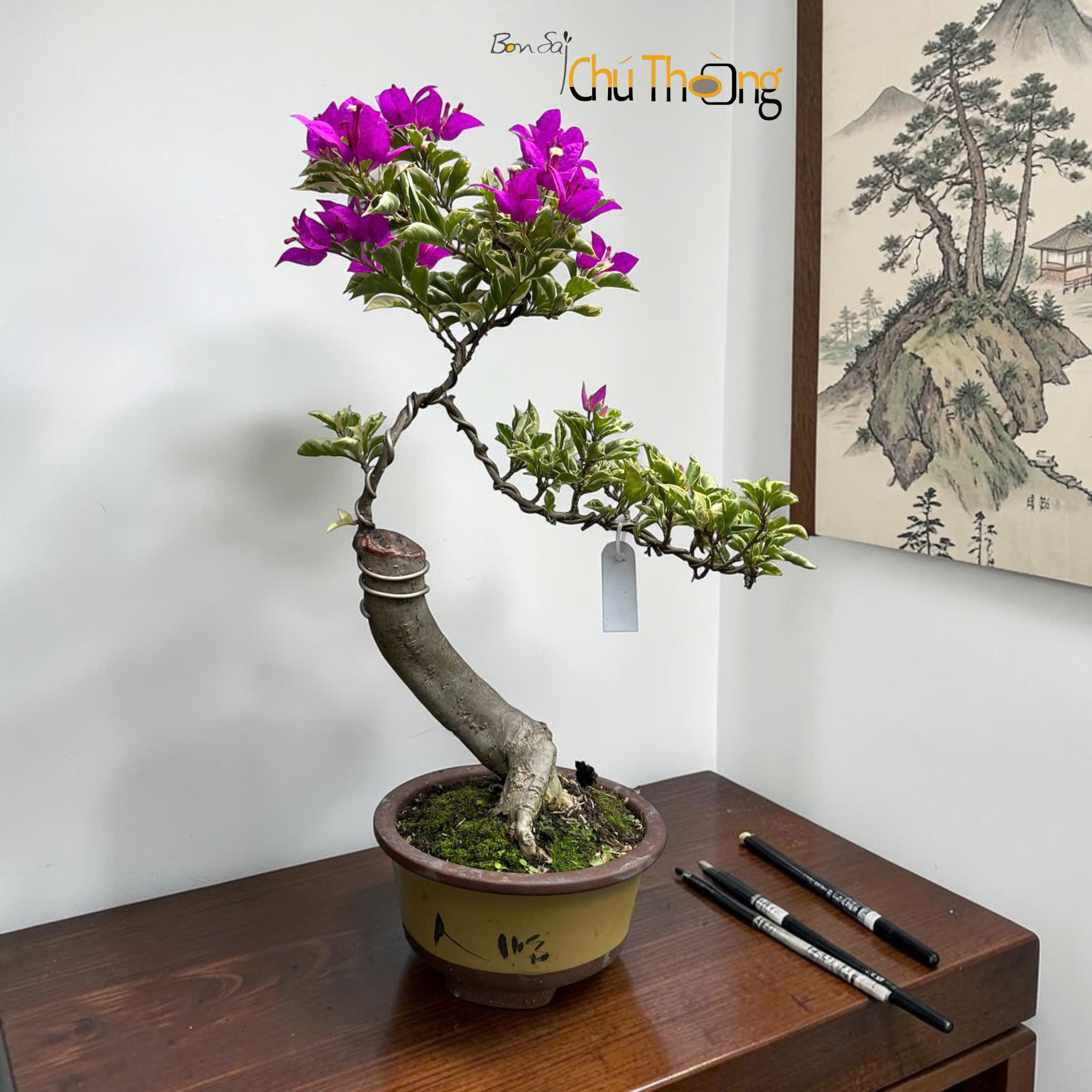 Hoa giấy lá cẩm Thạch Bonsai