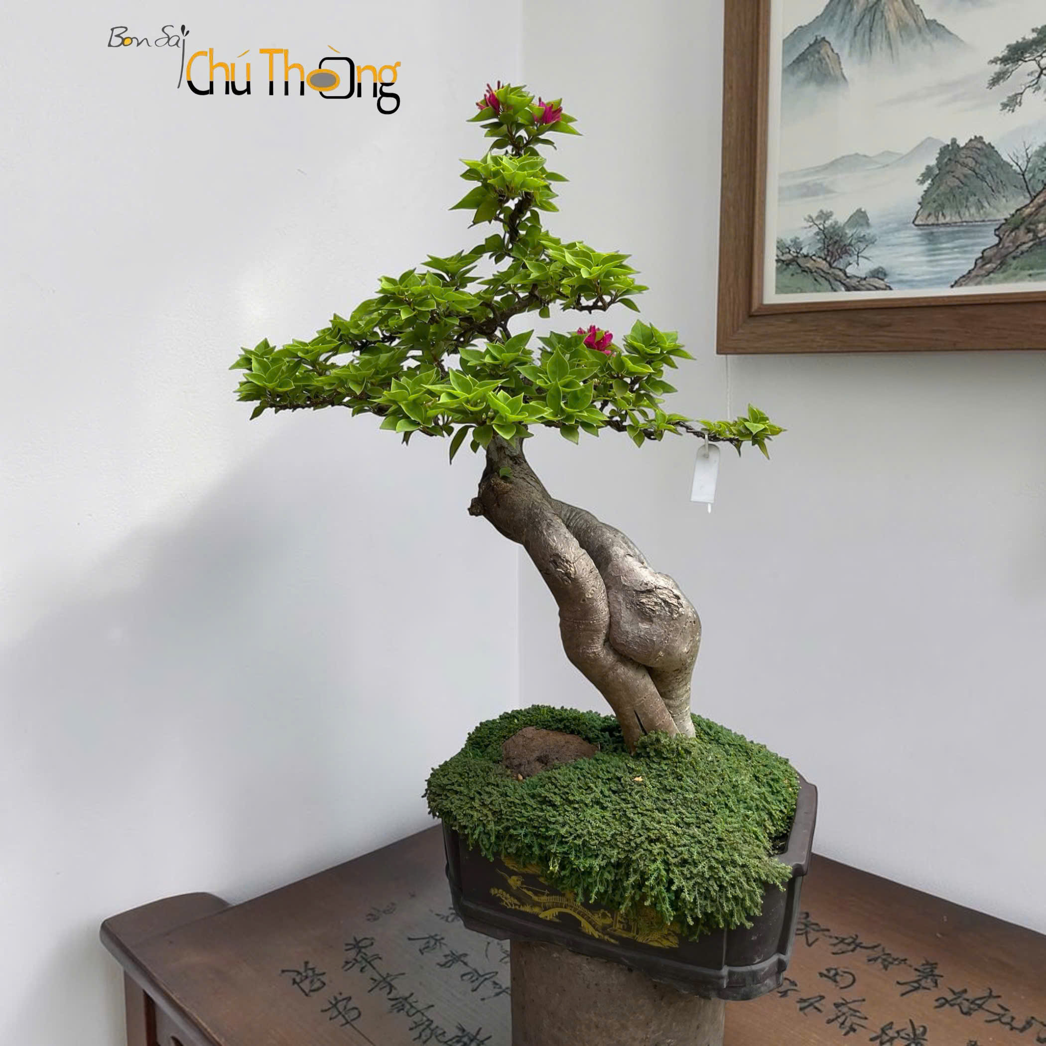 Hoa giấy Mỹ Bonsai