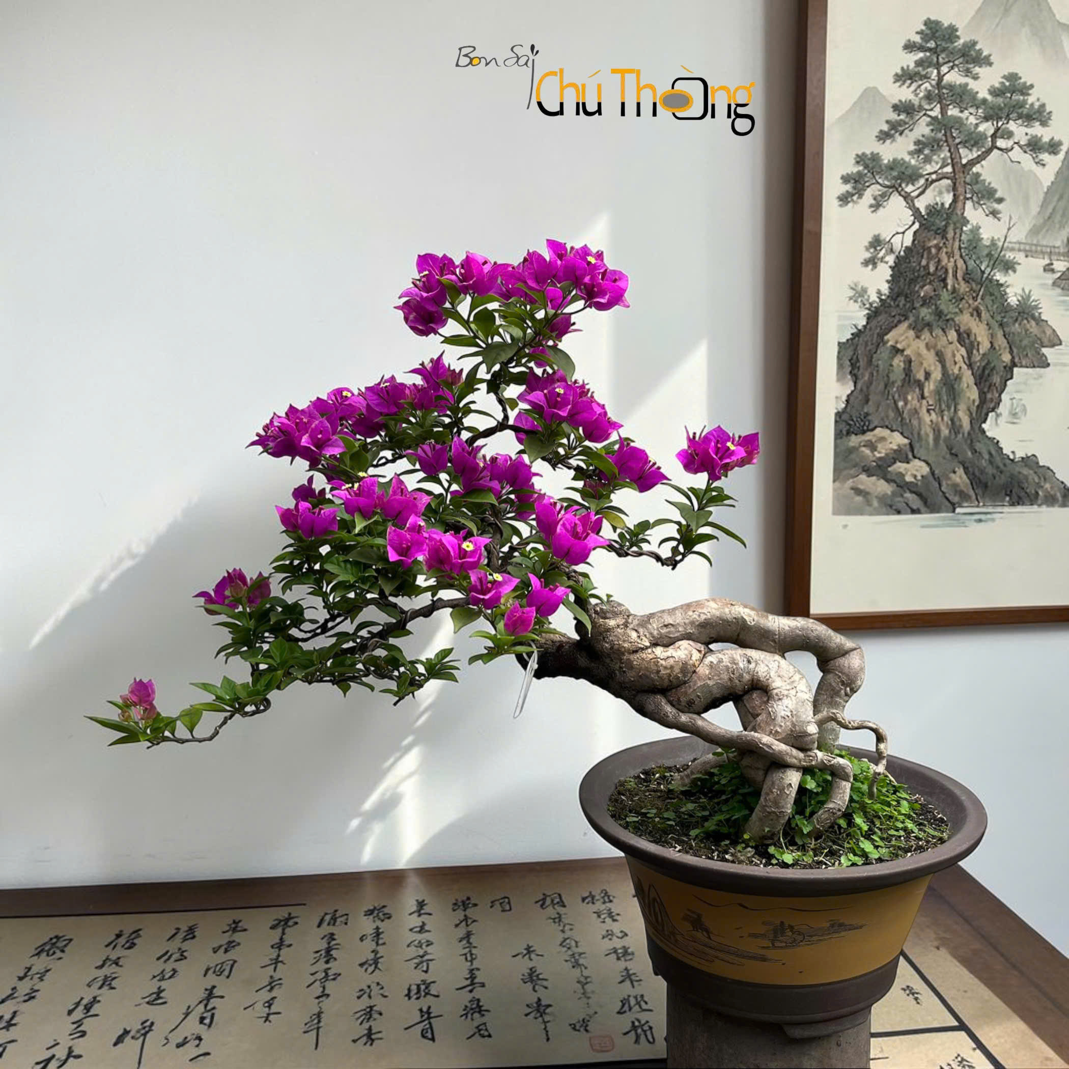 Hoa giấy Vạn Hoa Lầu Bonsai