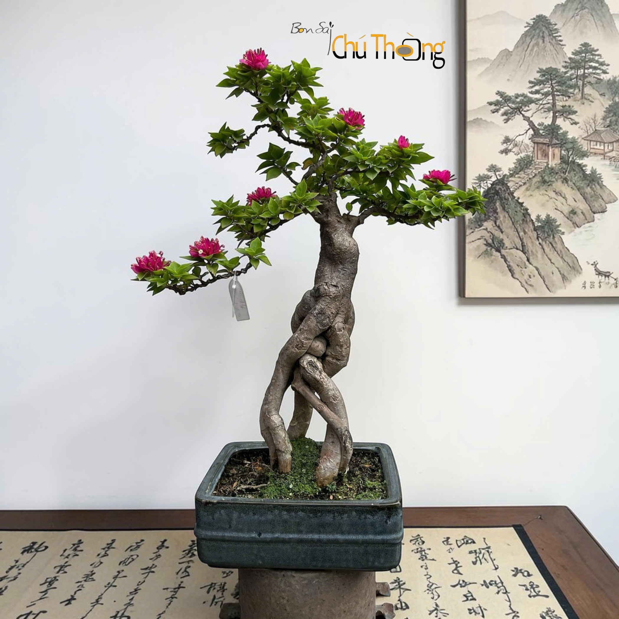Hoa giấy Mỹ Bonsai