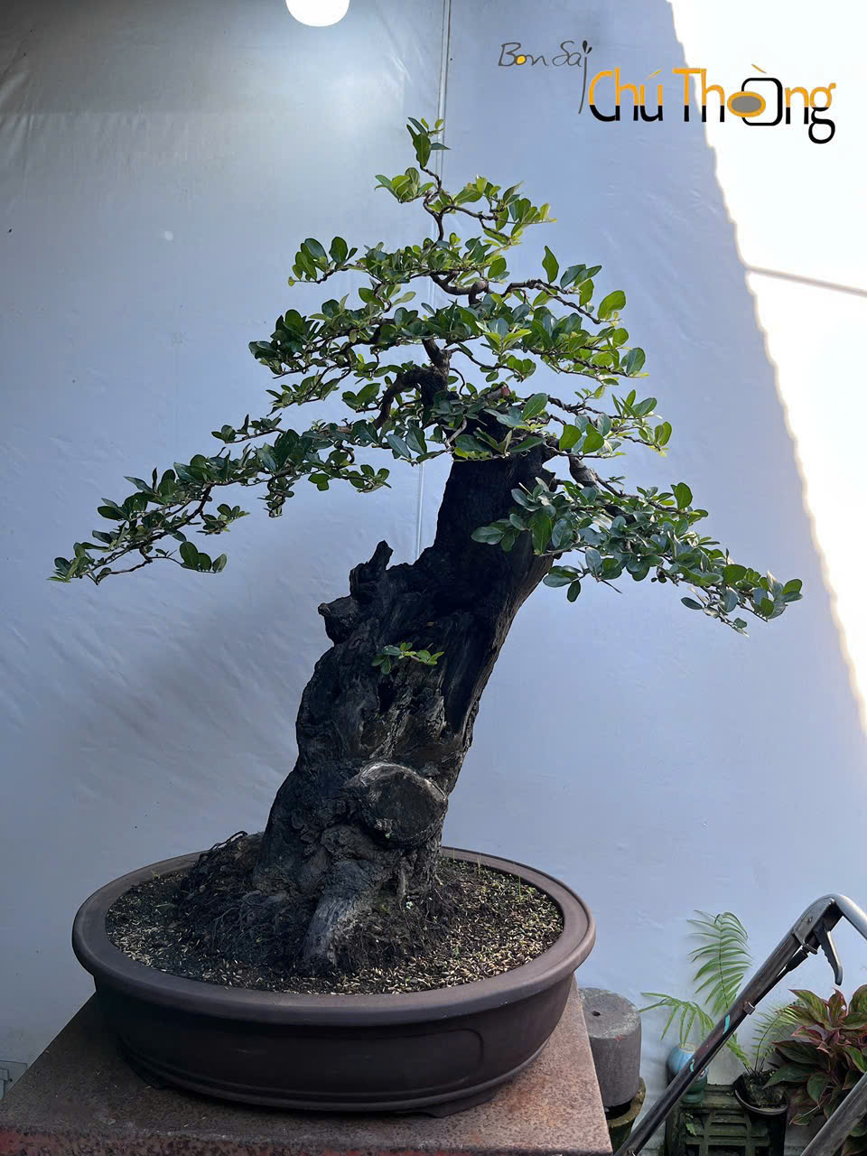 Cẩm thị Bonsai (Kim Cương đen)