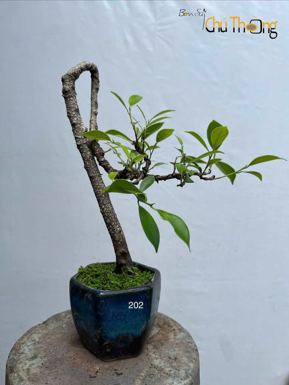 Si Bông Bonsai