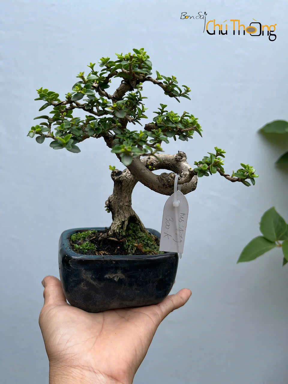 HỘ KINH DOANH BONSAI CHÚ THOÒNG