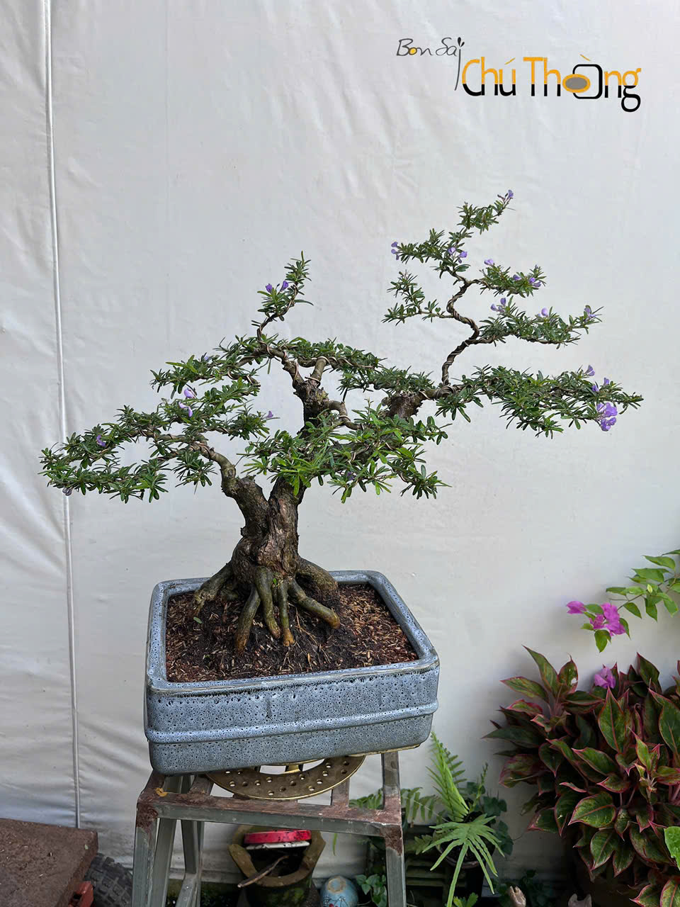 HỘ KINH DOANH BONSAI CHÚ THOÒNG