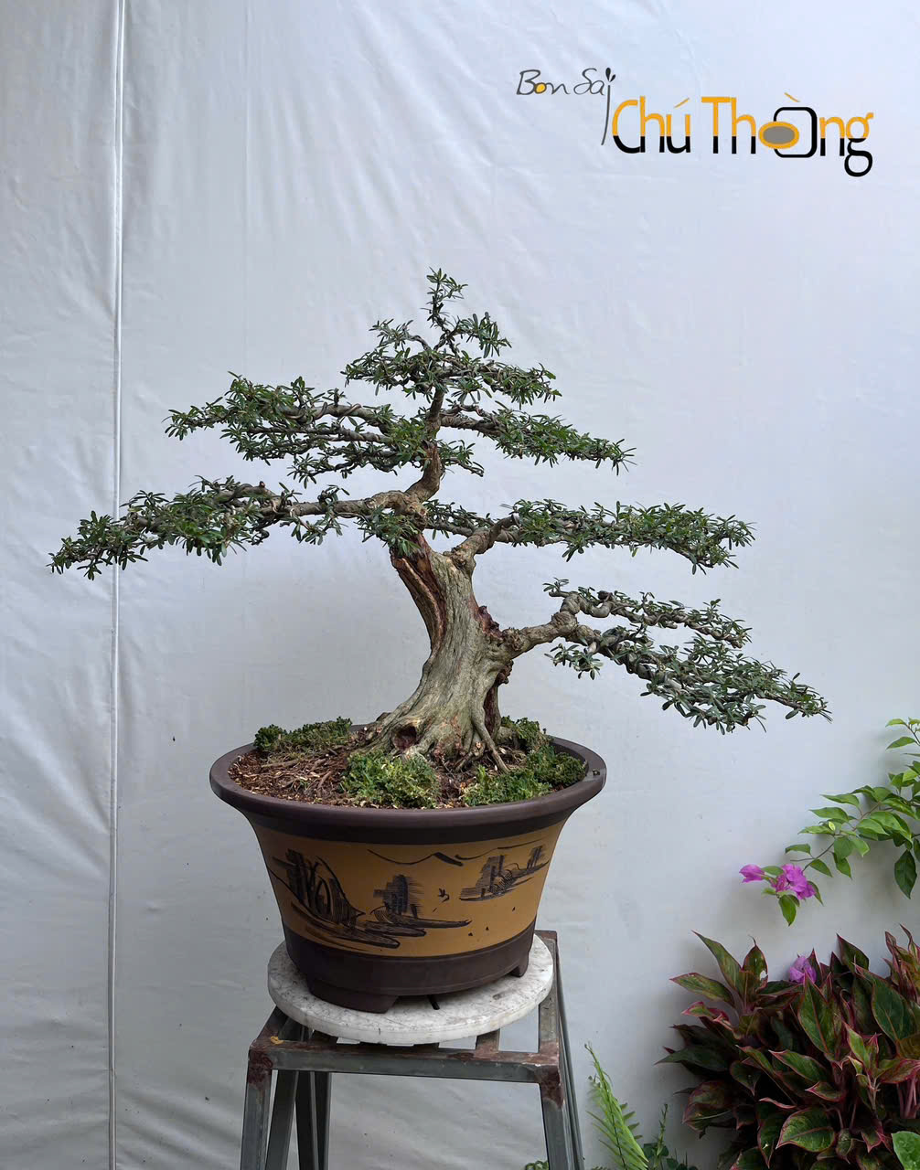 HỘ KINH DOANH BONSAI CHÚ THOÒNG