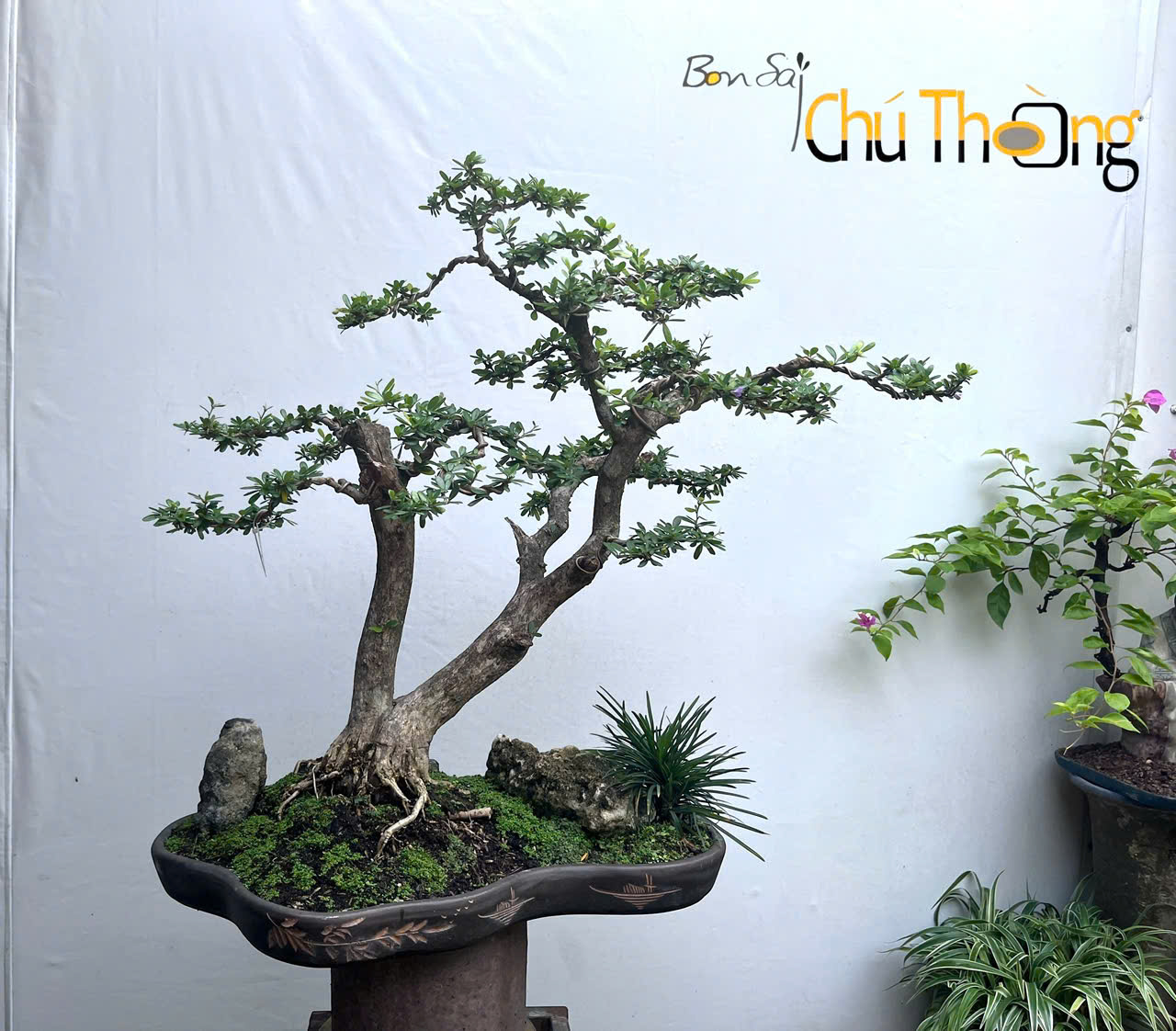 HỘ KINH DOANH BONSAI CHÚ THOÒNG