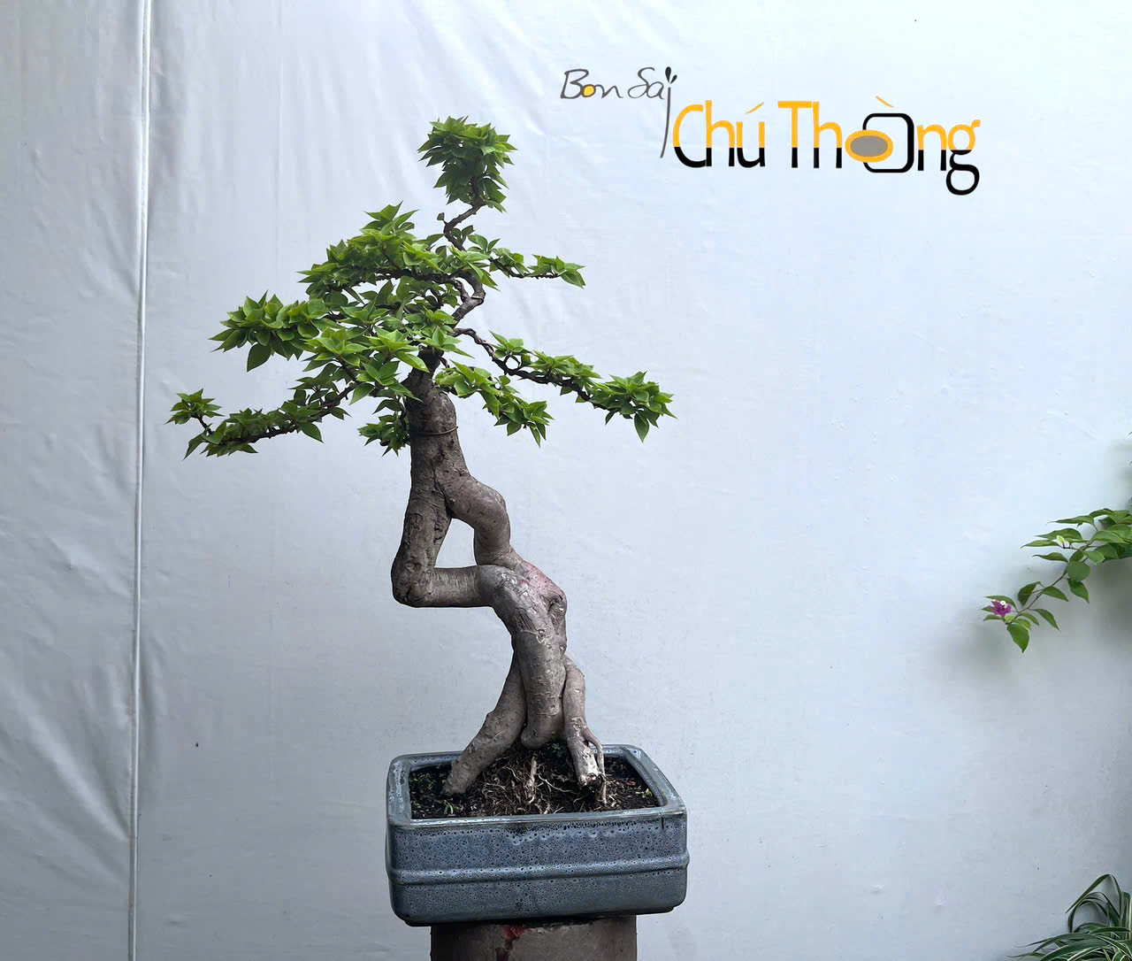 HỘ KINH DOANH BONSAI CHÚ THOÒNG