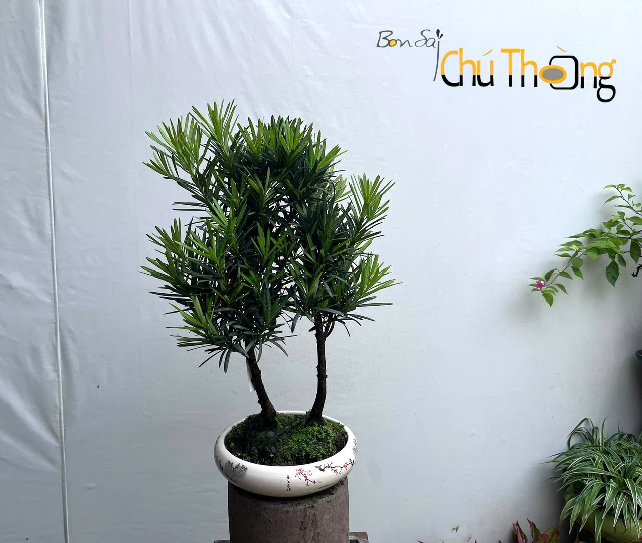 HỘ KINH DOANH BONSAI CHÚ THOÒNG